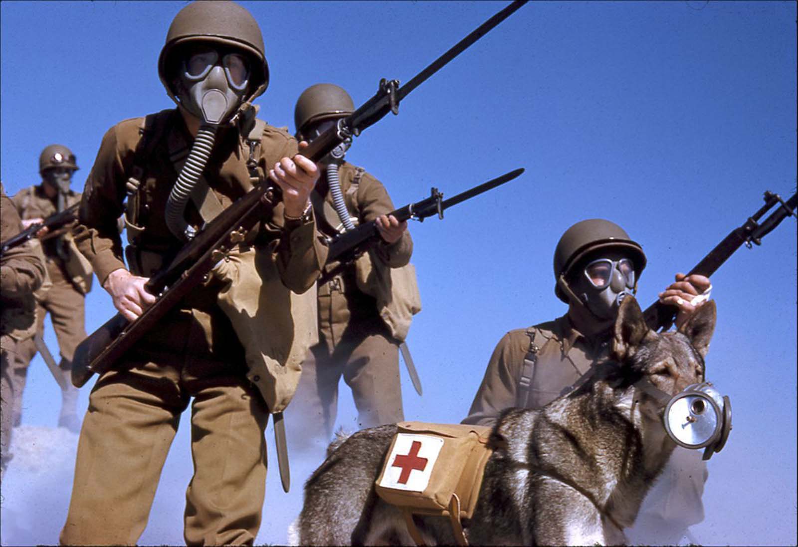 Quand les chiens de guerre portaient des masques à gaz 