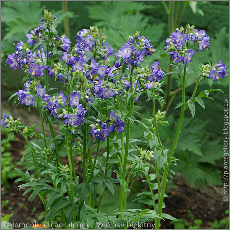 Polemonium caeruleum inflorescences - Wielosił błękitny kwiatostany