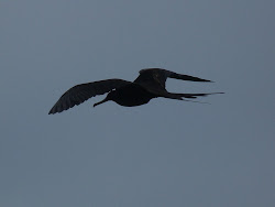 frigatebird silhouette galapagos frigate bird magnificent flying naturally fraser ian talking