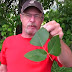 You Won't Get Poison Ivy Again, Even If You Come Into Contact With It, After You Learn THIS Trick