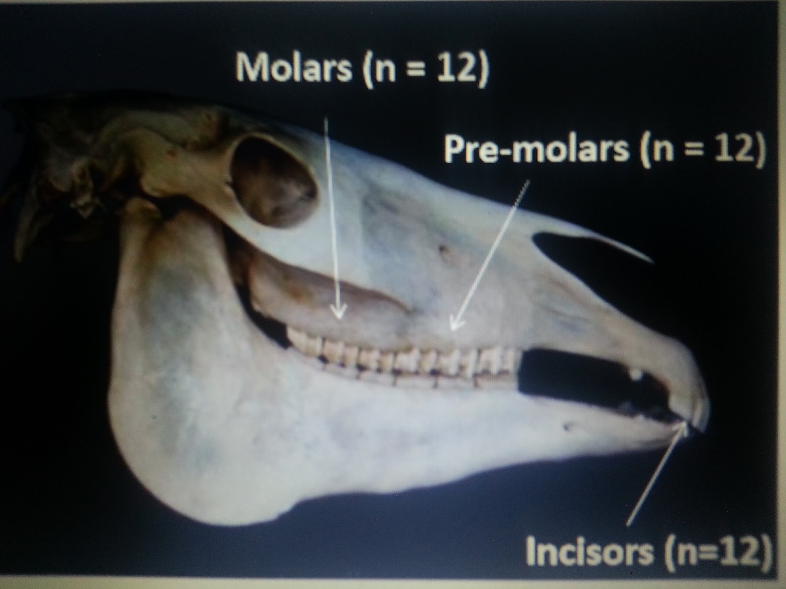 Equine Nutrition The Equine Digestive Tract Anatomy and Physiology