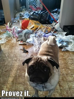 dog shaming, pug shaming, provez it, dog got in trash, crazy dog, pug life