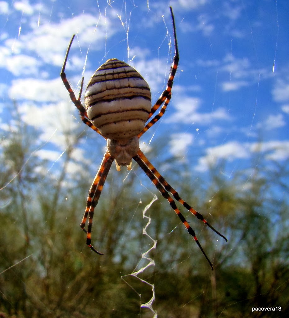 CH´USAY Argiope trifasciata
