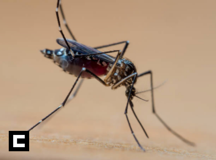 Ocoa declarada en alerta roja por dengue dengue
