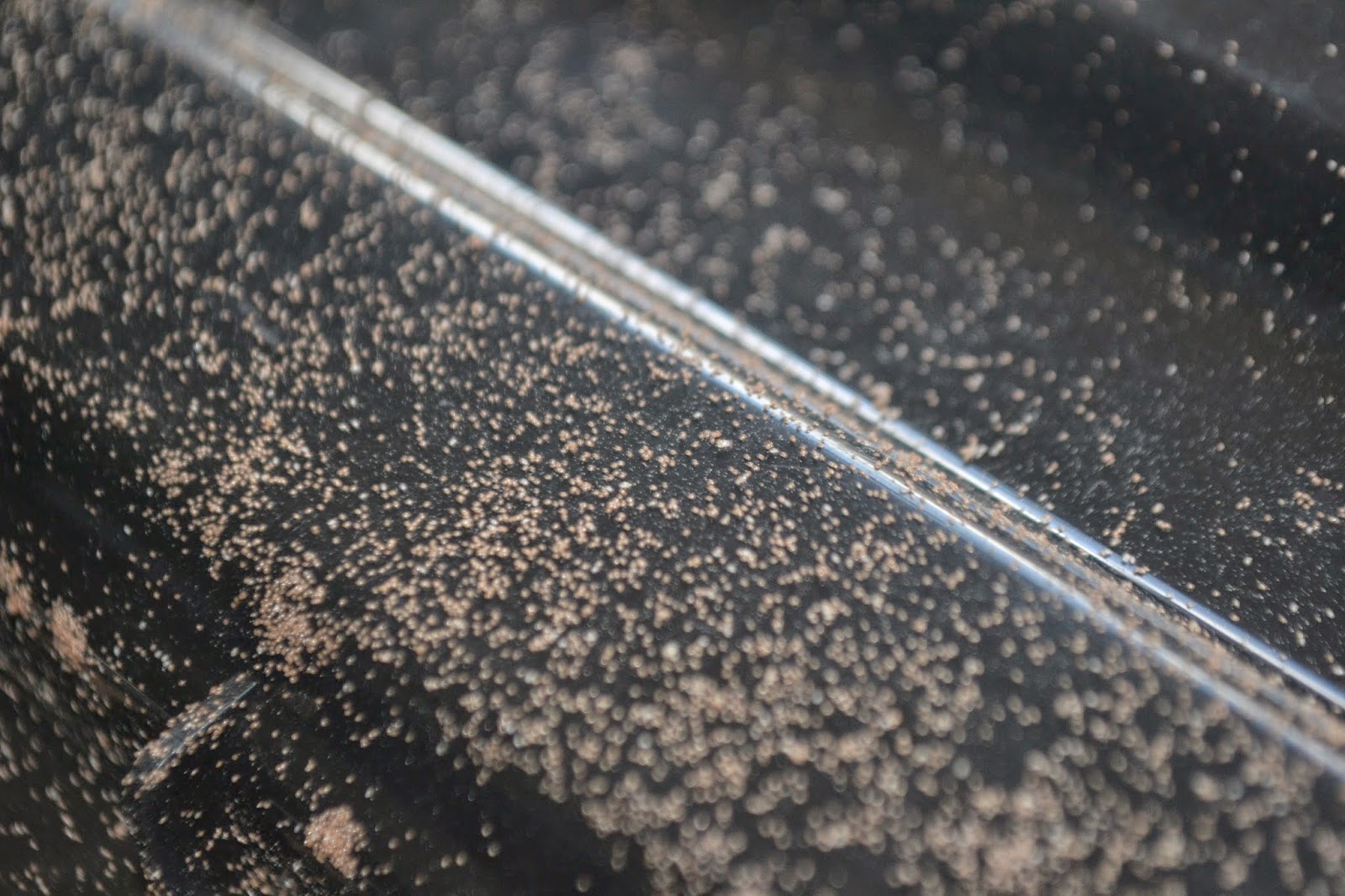Eating Insects: The eggs, the dust and the mealworms