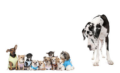 10 cachorros pequeños y un perro enorme - Funny photos