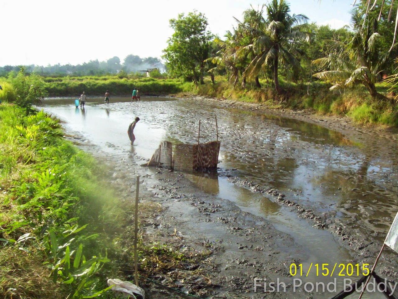 Fish Pond Buddy How to Harvest Using Pond Draining ("Limas")