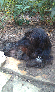 Adventure Animal - 3rd place