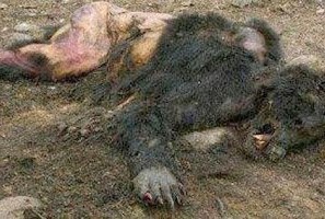 Come Diventare Un Lupo Mannaro | Horror.it
