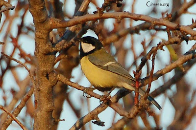 Carbonero común (Parus major)