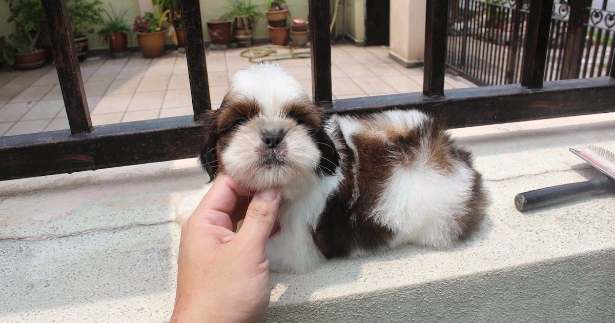 LovelyPuppy 20140406 Shih Tzu Puppies