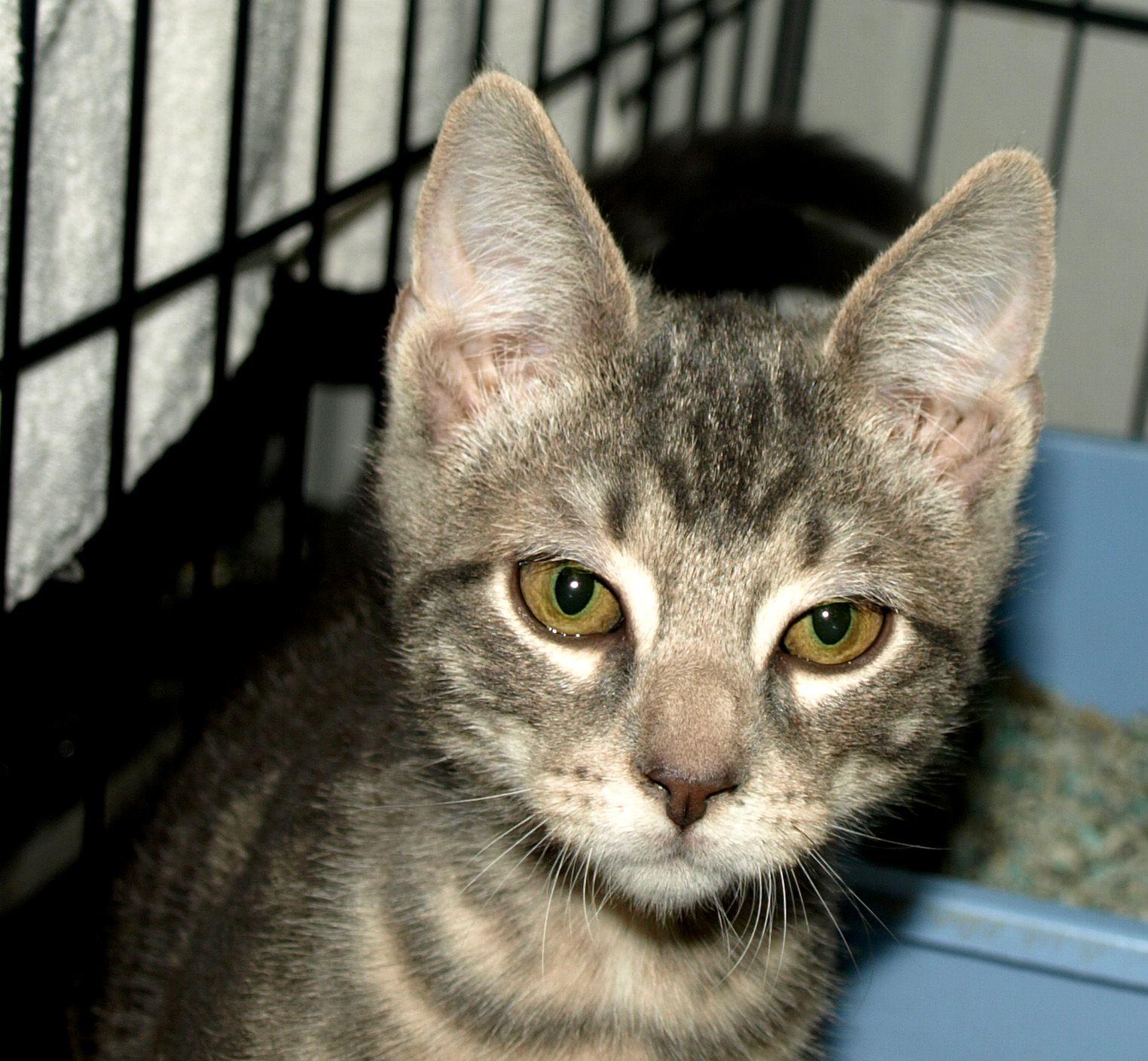 Lola The Rescued Cat It's AdoptACat Month! Change a Cat's Life Today.