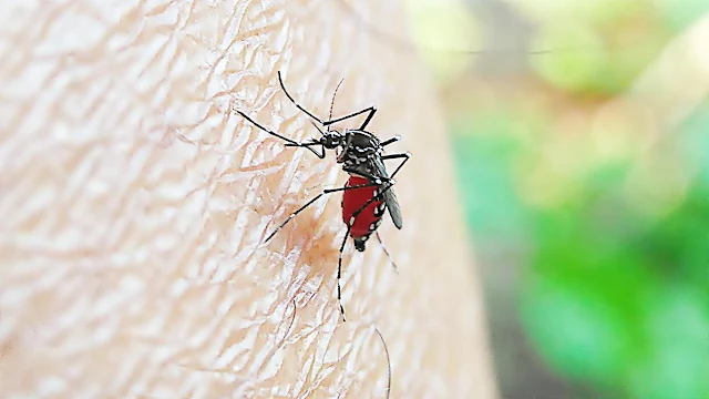 nyamuk mengisap darah