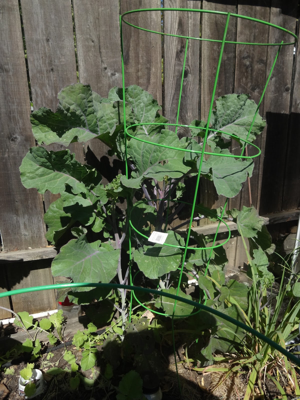 the-scientific-gardener-tree-kale-or-perennial-collards