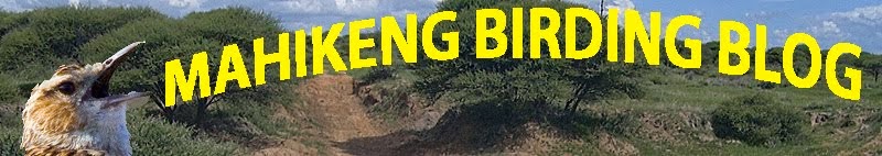 Mahikeng Birding Blog