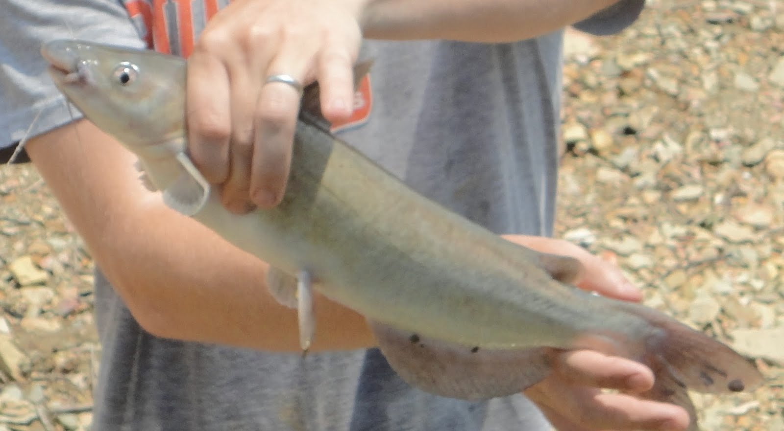 The Slippery Trout A Fly Fishing Blog The Challenge of Big Water Fly