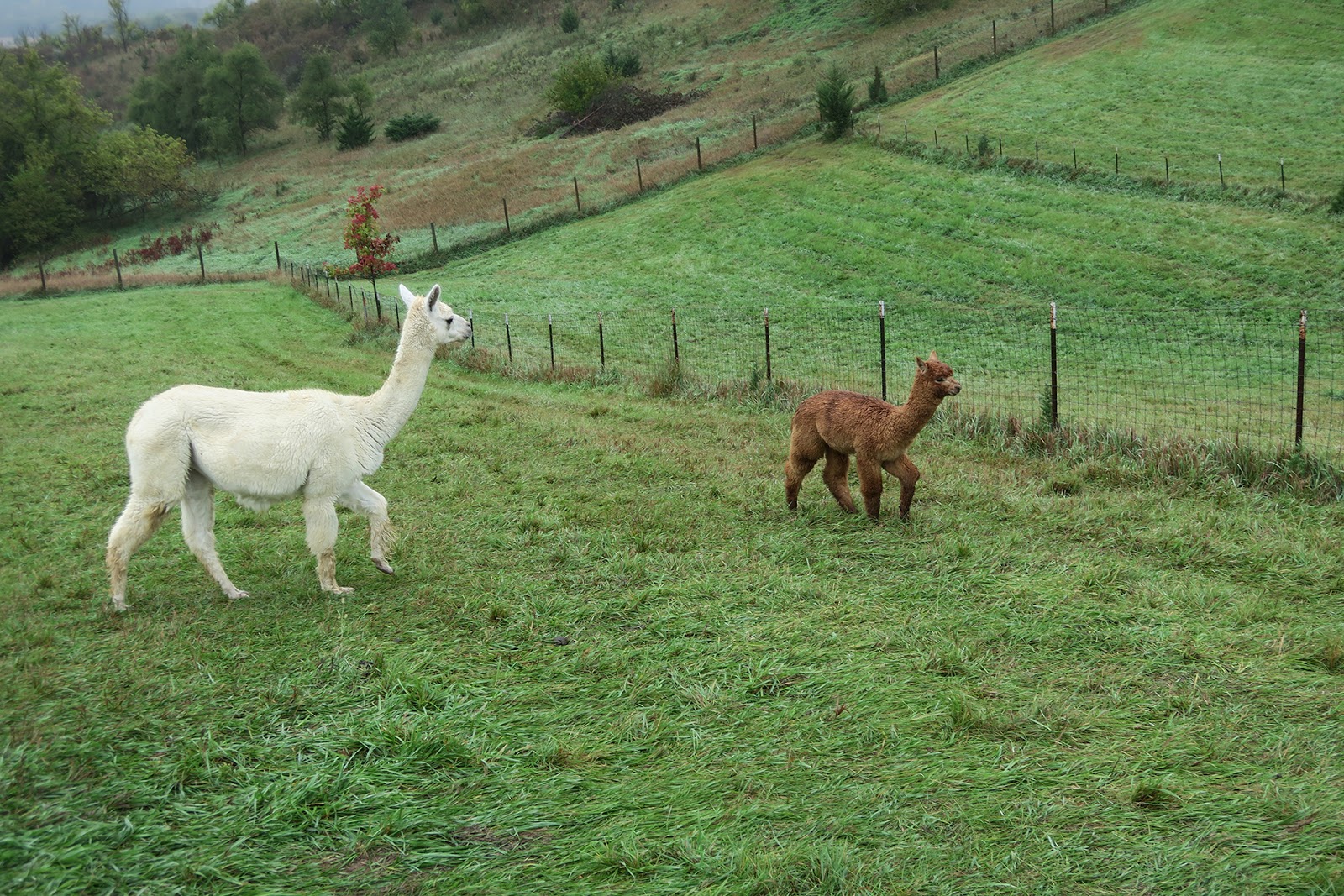 An Apel a Day WW Corn and Alpacas {Linky}