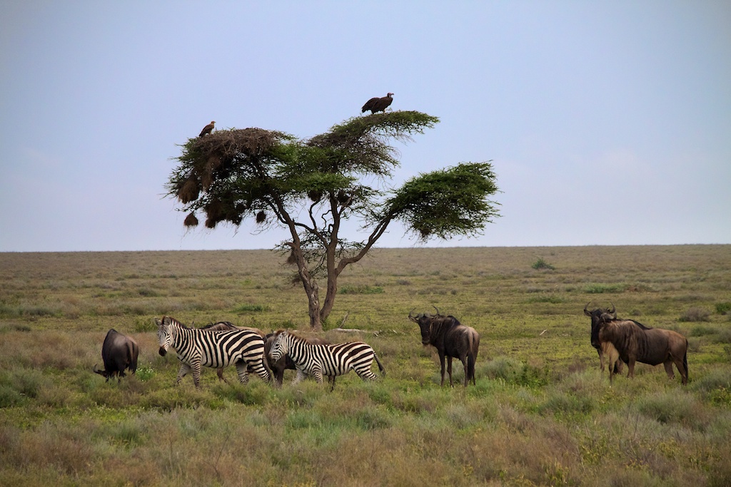 Носорог природная зона. Национальный парк Кисмайо Сомали. Сомали Саванна Сомали. Акации Серенгети. Парк Серенгети Буйвал.