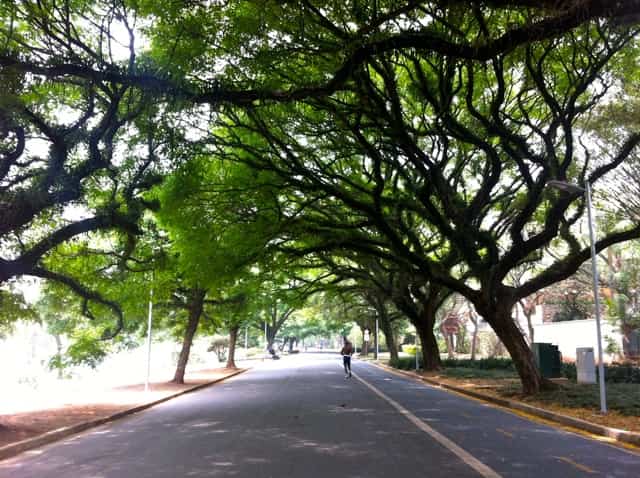 Parque Ibirapuera - Pista de caminhada e ciclofaixa