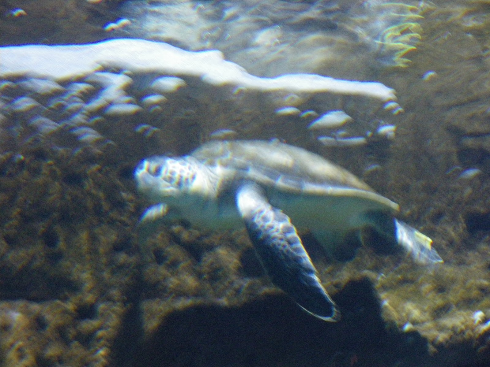 The Cheung Family Adventures Unpuffed puffer fish (porcupine fish)