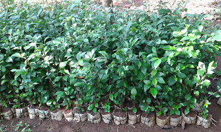 Jual Pohon Teh- Tehan Jual Pohon Teh- Tehan
