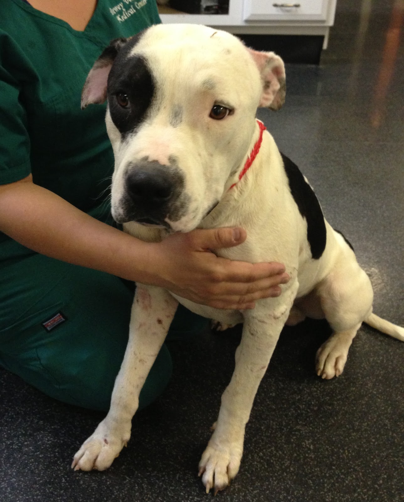 Cary, likely a "bait dog", is now a Nevada SPCA rescue and at a