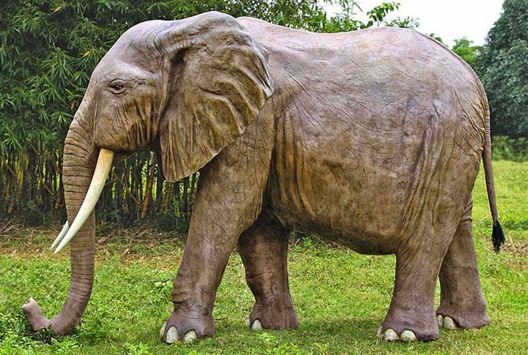 Klasifikasi Gajah, Kanguru dan Badak ~ Contoh Tugas Makalah