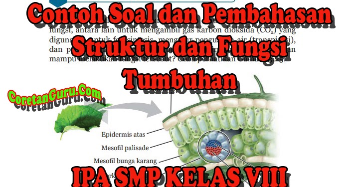 Soal essay tentang struktur dan fungsi jaringan tumbuhan 08 picture