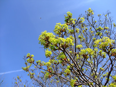 HERBAL PICNIC: MAPLE TREE