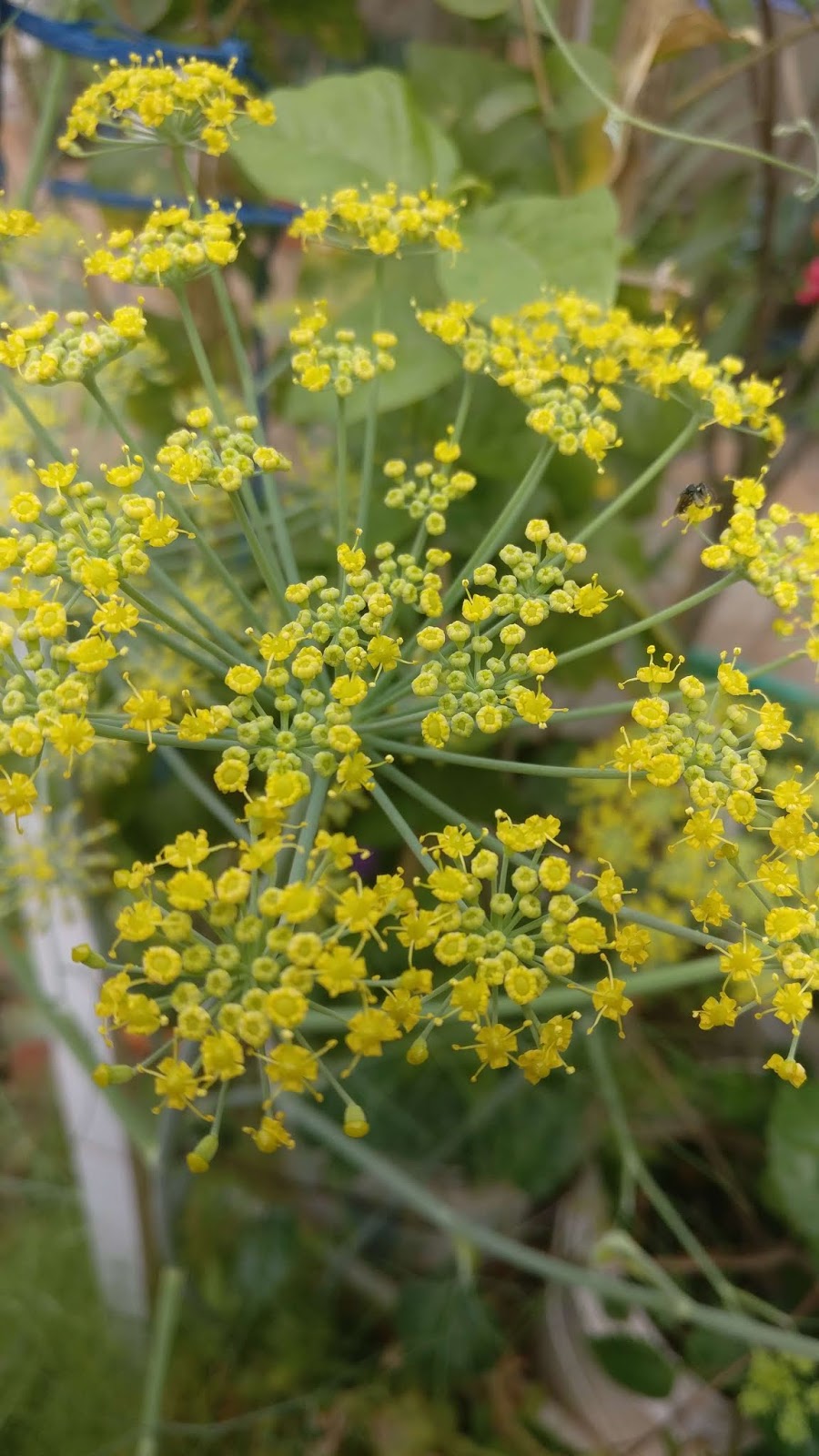 CHITRANNA How to grow fennel seeds Sompu in containers how to