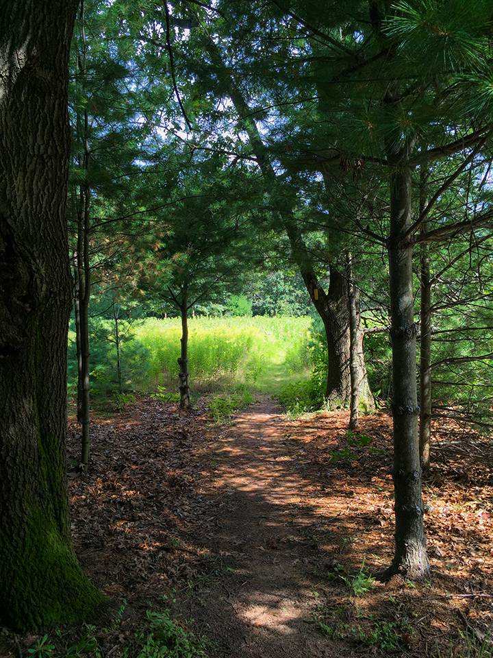 Ice Age Trail Hartman Creek Segment