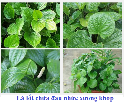 chua-dau-nhuc-xuong-khop-bang-la-lot-www.c10mt.com