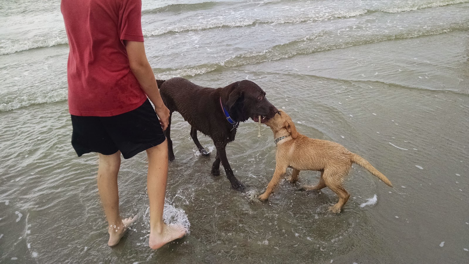Zeke The Lab Mother s Day At The Beach zeke-the-lab-mother-s-day-at-the-beach