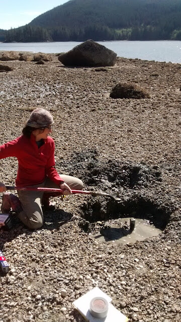 3,500 years of shellfish farming by indigenous peoples on North America's Northwest coast 3,500 years of shellfish farming by indigenous peoples on North America's Northwest coast