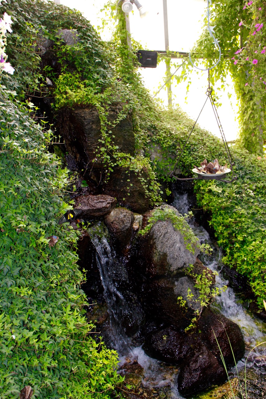 Beneath The Trap Door The Mackinac Island Butterfly House, Michigan