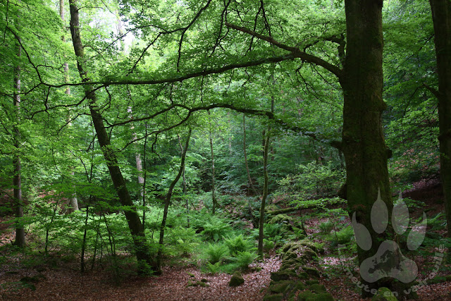 Suede-Scanie-parc-national-soderasens-foret-rostanga