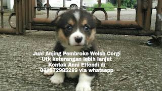 Von Javelline Kennel Jual Anjing Pembroke Welsh Corgi Work At Home