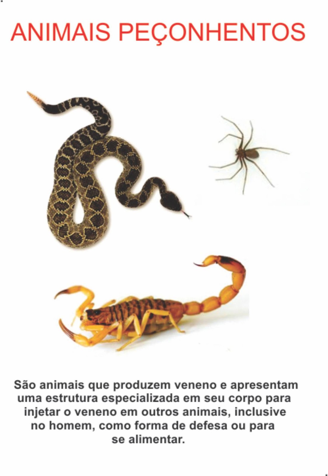 Bicho do Mato plantas tóxicas e