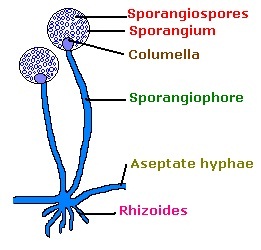 Asexual reproduction