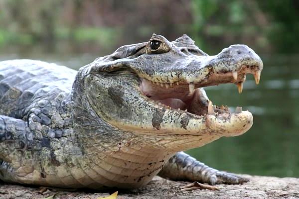 10 Contoh  Hewan  Reptil  Melata Beserta  Gambar Dan 