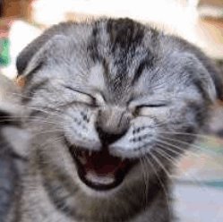 gato_rindo.jpg