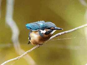 common kingfisher, preening