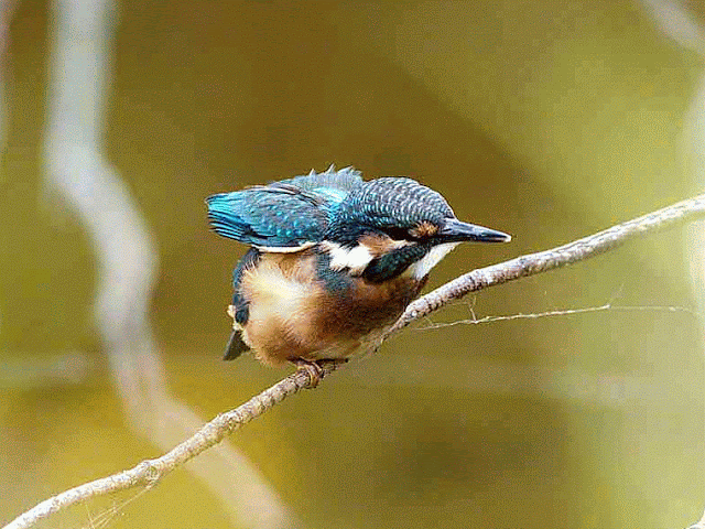 common kingfisher, preening