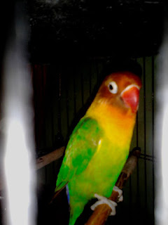 3 Burung Lovebird Juara Asal Bekasi Utara 3 Burung Lovebird Juara Asal Bekasi Utara