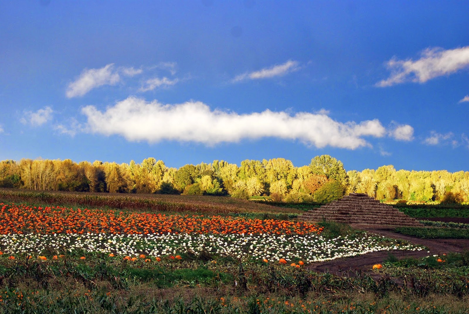 the farmer's wife October 2013 at Sauvie Island Farms