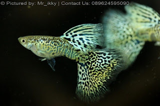 Jual Thailand Guppy Yellow Cobra, Harga Thailand Guppy Yellow Cobra, Toko Thailand Guppy Yellow Cobra, Diskon Thailand Guppy Yellow Cobra, Beli Thailand Guppy Yellow Cobra, Review Thailand Guppy Yellow Cobra, Promo Thailand Guppy Yellow Cobra, Spesifikasi Thailand Guppy Yellow Cobra, Thailand Guppy Yellow Cobra Murah, Thailand Guppy Yellow Cobra Asli, Thailand Guppy Yellow Cobra Original, Thailand Guppy Yellow Cobra Jakarta, Jenis Thailand Guppy Yellow Cobra, Budidaya Thailand Guppy Yellow Cobra, Peternak Thailand Guppy Yellow Cobra, Cara Merawat Thailand Guppy Yellow Cobra, Tips Merawat Thailand Guppy Yellow Cobra, Bagaimana cara merawat Thailand Guppy Yellow Cobra, Bagaimana mengobati Thailand Guppy Yellow Cobra, Ciri-Ciri Hamil Thailand Guppy Yellow Cobra, Kandang Thailand Guppy Yellow Cobra, Ternak Thailand Guppy Yellow Cobra, Makanan Thailand Guppy Yellow Cobra, Thailand Guppy Yellow Cobra Termahal, Adopsi Thailand Guppy Yellow Cobra, Jual Cepat Thailand Guppy Yellow Cobra, Thailand Guppy Yellow Cobra Jakarta, Thailand Guppy Yellow Cobra Bandung, Thailand Guppy Yellow Cobra Medan, Thailand Guppy Yellow Cobra Bali, Thailand Guppy Yellow Cobra Makassar, Thailand Guppy Yellow Cobra Jambi, Thailand Guppy Yellow Cobra Pekanbaru, Thailand Guppy Yellow Cobra Palembang, Thailand Guppy Yellow Cobra Sumatera, Thailand Guppy Yellow Cobra Langsa, Thailand Guppy Yellow Cobra Lhokseumawe, Thailand Guppy Yellow Cobra Meulaboh, Thailand Guppy Yellow Cobra Sabang, Thailand Guppy Yellow Cobra Subulussalam, Thailand Guppy Yellow Cobra Denpasar, Thailand Guppy Yellow Cobra Pangkalpinang, Thailand Guppy Yellow Cobra Cilegon, Thailand Guppy Yellow Cobra Serang, Thailand Guppy Yellow Cobra Tangerang Selatan, Thailand Guppy Yellow Cobra Tangerang, Thailand Guppy Yellow Cobra Bengkulu, Thailand Guppy Yellow Cobra Gorontalo, Thailand Guppy Yellow Cobra guppy, Thailand Guppy Yellow Cobra tropical fish, Thailand Guppy Yellow Cobra aquarium fish, Thailand Guppy Yellow Cobra bubble guppies games, Thailand Guppy Yellow Cobra guppy fish, Thailand Guppy Yellow Cobra bubble guppies videos, Thailand Guppy Yellow Cobra bubble guppies episodes, Thailand Guppy Yellow Cobra bubble guppies full episodes, Thailand Guppy Yellow Cobra super guppy, Thailand Guppy Yellow Cobra bubble guppies cast, Thailand Guppy Yellow Cobra aquarium online, Thailand Guppy Yellow Cobra bubble guppies songs, Thailand Guppy Yellow Cobra tetra aquarium, Thailand Guppy Yellow Cobra guppies for sale, Thailand Guppy Yellow Cobra pregnant guppy, Thailand Guppy Yellow Cobra bubble guppies characters, Thailand Guppy Yellow Cobra bubble guppy, Thailand Guppy Yellow Cobra bubble guppies names, Thailand Guppy Yellow Cobra guppies fish, Thailand Guppy Yellow Cobra guppy breeding, Thailand Guppy Yellow Cobra breeding guppies, Thailand Guppy Yellow Cobra bubble guppie, Thailand Guppy Yellow Cobra nick jr bubble guppies, Thailand Guppy Yellow Cobra bubble guppies coloring pages, Thailand Guppy Yellow Cobra bubble guppies video, Thailand Guppy Yellow Cobra bubble guppy games, Thailand Guppy Yellow Cobra guppy aquarium, Thailand Guppy Yellow Cobra guppy care, Thailand Guppy Yellow Cobra baby guppies, Thailand Guppy Yellow Cobra design aquarium, Thailand Guppy Yellow Cobra how to breed guppies, Thailand Guppy Yellow Cobra endlers guppy, Thailand Guppy Yellow Cobra bubble guppies wiki, Thailand Guppy Yellow Cobra bubble guppies game, Thailand Guppy Yellow Cobra guppies care, Thailand Guppy Yellow Cobra guppy fry, Thailand Guppy Yellow Cobra male guppies, Thailand Guppy Yellow Cobra buble guppies, Thailand Guppy Yellow Cobra guppy fish care, Thailand Guppy Yellow Cobra female guppies, Thailand Guppy Yellow Cobra female guppy, Thailand Guppy Yellow Cobra guppy tank, Thailand Guppy Yellow Cobra types of guppies, Thailand Guppy Yellow Cobra online aquarium, Thailand Guppy Yellow Cobra guppies aquarium, Thailand Guppy Yellow Cobra pregnant guppies, Thailand Guppy Yellow Cobra guppy giving birth, Thailand Guppy Yellow Cobra what do guppies eat, Thailand Guppy Yellow Cobra guppy life span, Thailand Guppy Yellow Cobra guppy pond, Thailand Guppy Yellow Cobra guppy grass, Thailand Guppy Yellow Cobra guppies breeding, Thailand Guppy Yellow Cobra aquarium guppy, Thailand Guppy Yellow Cobra guppies giving birth, Thailand Guppy Yellow Cobra bubble guppies pictures, Thailand Guppy Yellow Cobra bubble guppies show, Thailand Guppy Yellow Cobra male guppy, Thailand Guppy Yellow Cobra guppy fish for sale, Thailand Guppy Yellow Cobra pregnant guppy fish, Thailand Guppy Yellow Cobra endler guppies, Thailand Guppy Yellow Cobra guppy babies, Thailand Guppy Yellow Cobra the bubble guppies, Thailand Guppy Yellow Cobra bubble guppies images, Thailand Guppy Yellow Cobra bubble guppies bubble puppy, Thailand Guppy Yellow Cobra guppy food, Thailand Guppy Yellow Cobra ferplast aquarium, Thailand Guppy Yellow Cobra guppy temperature, Thailand Guppy Yellow Cobra the binding isaac, Thailand Guppy Yellow Cobra guppy tail, Thailand Guppy Yellow Cobra the rebirth of isaac, Thailand Guppy Yellow Cobra the binding of isaac rebirth guppy, Thailand Guppy Yellow Cobra isaac the game, Thailand Guppy Yellow Cobra guppie fish, Thailand Guppy Yellow Cobra guppy fish breeding, Thailand Guppy Yellow Cobra guppy for sale, Thailand Guppy Yellow Cobra guppy tank mates, Thailand Guppy Yellow Cobra aquarium shop online, Thailand Guppy Yellow Cobra guppy gestation, Thailand Guppy Yellow Cobra the binding of isaac guppy, Thailand Guppy Yellow Cobra keeping guppies, Thailand Guppy Yellow Cobra guppy definition, Thailand Guppy Yellow Cobra guppy meaning, Thailand Guppy Yellow Cobra guppy breathing, Thailand Guppy Yellow Cobra fish tropical, Thailand Guppy Yellow Cobra endlers guppies, Thailand Guppy Yellow Cobra baby guppy, Thailand Guppy Yellow Cobra nickelodeon bubble guppies, Thailand Guppy Yellow Cobra guppy fish tank, Thailand Guppy Yellow Cobra guppy types, Thailand Guppy Yellow Cobra guppy fish types, Thailand Guppy Yellow Cobra guppy diseases, Thailand Guppy Yellow Cobra the binding of isaac 2, Thailand Guppy Yellow Cobra isaac the binding, Thailand Guppy Yellow Cobra wild guppies, Thailand Guppy Yellow Cobra wild guppy, Thailand Guppy Yellow Cobra fantail guppies, Thailand Guppy Yellow Cobra guppy pregnancy, Thailand Guppy Yellow Cobra lyretail guppy, Thailand Guppy Yellow Cobra pregnant guppy stages, Thailand Guppy Yellow Cobra guppy pregnant, Thailand Guppy Yellow Cobra male and female guppies, Thailand Guppy Yellow Cobra bubble guppys, Thailand Guppy Yellow Cobra guppy birth, Thailand Guppy Yellow Cobra do guppies need a heater, Thailand Guppy Yellow Cobra pictures of guppies, Thailand Guppy Yellow Cobra guppy fish life span, Thailand Guppy Yellow Cobra guppy water temperature, Thailand Guppy Yellow Cobra show guppies, Thailand Guppy Yellow Cobra black guppy, Thailand Guppy Yellow Cobra red guppy, Thailand Guppy Yellow Cobra binding isaac wiki, Thailand Guppy Yellow Cobra binding of isaac 2, Thailand Guppy Yellow Cobra moscow guppy, Thailand Guppy Yellow Cobra guppy forum, Thailand Guppy Yellow Cobra guppies online, Thailand Guppy Yellow Cobra fantail guppy, Thailand Guppy Yellow Cobra yellow guppy, Thailand Guppy Yellow Cobra snakeskin guppy, Thailand Guppy Yellow Cobra guppy fry growth chart, Thailand Guppy Yellow Cobra guppy fish food, Thailand Guppy Yellow Cobra temperature for guppies, Thailand Guppy Yellow Cobra water temperature for guppies, Thailand Guppy Yellow Cobra guppy games, Thailand Guppy Yellow Cobra black moscow guppy, Thailand Guppy Yellow Cobra full red guppy, Thailand Guppy Yellow Cobra blue moscow guppy, Thailand Guppy Yellow Cobra game isaac, Thailand Guppy Yellow Cobra male guppy fish, Thailand Guppy Yellow Cobra guppy varieties, Thailand Guppy Yellow Cobra albino guppy, Thailand Guppy Yellow Cobra guppy pregnancy stages, Thailand Guppy Yellow Cobra tequila sunrise guppy, Thailand Guppy Yellow Cobra guppy fin rot, Thailand Guppy Yellow Cobra guppy genetics, Thailand Guppy Yellow Cobra pink guppy, Thailand Guppy Yellow Cobra the guppy, Thailand Guppy Yellow Cobra highland guppy, Thailand Guppy Yellow Cobra guppy breeding tank, Thailand Guppy Yellow Cobra guppy breeds, Thailand Guppy Yellow Cobra show guppies for sale, Thailand Guppy Yellow Cobra guppies for sale uk, Thailand Guppy Yellow Cobra is my guppy pregnant, Thailand Guppy Yellow Cobra guppies having babies, Thailand Guppy Yellow Cobra guppy female, Thailand Guppy Yellow Cobra guppy fry care, Thailand Guppy Yellow Cobra do guppies need a filter, Thailand Guppy Yellow Cobra do guppies eat their babies, Thailand Guppy Yellow Cobra do guppies sleep, Thailand Guppy Yellow Cobra aquarium 40 liter, Thailand Guppy Yellow Cobra guppy game, Thailand Guppy Yellow Cobra neon guppies, Thailand Guppy Yellow Cobra neon guppy, Thailand Guppy Yellow Cobra guppy neon, Thailand Guppy Yellow Cobra isaac of binding, Thailand Guppy Yellow Cobra moscow blue guppy, Thailand Guppy Yellow Cobra guppy tail rot, Thailand Guppy Yellow Cobra isaac the rebirth, Thailand Guppy Yellow Cobra fish guppies, Thailand Guppy Yellow Cobra guppies dying, Thailand Guppy Yellow Cobra guppy species, Thailand Guppy Yellow Cobra guppy gravid spot, Thailand Guppy Yellow Cobra the of isaac, Thailand Guppy Yellow Cobra breeding guppies for beginners, Thailand Guppy Yellow Cobra guppy breeding cycle, Thailand Guppy Yellow Cobra female guppies for sale, Thailand Guppy Yellow Cobra guppies pregnant, Thailand Guppy Yellow Cobra pregnant female guppy, Thailand Guppy Yellow Cobra caring for guppies, Thailand Guppy Yellow Cobra guppies babies, Thailand Guppy Yellow Cobra guppy fry growth, Thailand Guppy Yellow Cobra guppy tank setup, Thailand Guppy Yellow Cobra guppy fish giving birth, Thailand Guppy Yellow Cobra guppy fry food, Thailand Guppy Yellow Cobra different types of guppies, Thailand Guppy Yellow Cobra types of guppy, Thailand Guppy Yellow Cobra guppy pictures, Thailand Guppy Yellow Cobra aquarium voor beginners, Thailand Guppy Yellow Cobra guppy life cycle, Thailand Guppy Yellow Cobra guppies temperature, Thailand Guppy Yellow Cobra guppy gestation period, Thailand Guppy Yellow Cobra the binding of the isaac, Thailand Guppy Yellow Cobra feeding guppies, Thailand Guppy Yellow Cobra guppi fish, Thailand Guppy Yellow Cobra guppy fish facts, Thailand Guppy Yellow Cobra guppy breeders, Thailand Guppy Yellow Cobra guppy wiki, Thailand Guppy Yellow Cobra freshwater guppies, Thailand Guppy Yellow Cobra rare guppies, Thailand Guppy Yellow Cobra raising guppies, Thailand Guppy Yellow Cobra guppy colors, Thailand Guppy Yellow Cobra guppy strains, Thailand Guppy Yellow Cobra guppy size, Thailand Guppy Yellow Cobra turquoise guppy, Thailand Guppy Yellow Cobra leopard guppy, Thailand Guppy Yellow Cobra guppy love, Thailand Guppy Yellow Cobra guppy images, Thailand Guppy Yellow Cobra guppy plant, Thailand Guppy Yellow Cobra water temp for guppies, Thailand Guppy Yellow Cobra guppy breeding setup, Thailand Guppy Yellow Cobra guppies for sale online, Thailand Guppy Yellow Cobra guppys aquarium, Thailand Guppy Yellow Cobra guppy fish pregnant, Thailand Guppy Yellow Cobra guppy care sheet, Thailand Guppy Yellow Cobra endler guppy hybrid, Thailand Guppy Yellow Cobra baby guppy fish, Thailand Guppy Yellow Cobra female guppy fish, Thailand Guppy Yellow Cobra bubble guppies nickelodeon, Thailand Guppy Yellow Cobra guppy tanks, Thailand Guppy Yellow Cobra guppies food, Thailand Guppy Yellow Cobra best food for guppies, Thailand Guppy Yellow Cobra tropical guppies, Thailand Guppy Yellow Cobra black guppy fish, Thailand Guppy Yellow Cobra black moscow guppies, Thailand Guppy Yellow Cobra gestation period for guppies, Thailand Guppy Yellow Cobra blue neon guppy, Thailand Guppy Yellow Cobra red mosaic guppy, Thailand Guppy Yellow Cobra betta and guppies, Thailand Guppy Yellow Cobra guppy fishes, Thailand Guppy Yellow Cobra fish compatible with guppies, Thailand Guppy Yellow Cobra what is a guppy fish, Thailand Guppy Yellow Cobra guppy s, Thailand Guppy Yellow Cobra guppy guppy, Thailand Guppy Yellow Cobra guppy facts, Thailand Guppy Yellow Cobra guppy behavior, Thailand Guppy Yellow Cobra green guppy, Thailand Guppy Yellow Cobra white guppy, Thailand Guppy Yellow Cobra guppy dropsy, Thailand Guppy Yellow Cobra purple guppy, Thailand Guppy Yellow Cobra bloated guppy, Thailand Guppy Yellow Cobra angelfish and guppies, Thailand Guppy Yellow Cobra fin rot guppy, Thailand Guppy Yellow Cobra guppies keep dying, Thailand Guppy Yellow Cobra mollies and guppies, Thailand Guppy Yellow Cobra stages of guppy pregnancy, Thailand Guppy Yellow Cobra south african guppies, Thailand Guppy Yellow Cobra mosaic guppy, Thailand Guppy Yellow Cobra guppy cartoon, Thailand Guppy Yellow Cobra breeding guppy, Thailand Guppy Yellow Cobra aquarium guppies, Thailand Guppy Yellow Cobra pregnant guppie, Thailand Guppy Yellow Cobra female guppy pregnant, Thailand Guppy Yellow Cobra guppy tank size, Thailand Guppy Yellow Cobra guppies tank mates, Thailand Guppy Yellow Cobra do guppies give live birth, Thailand Guppy Yellow Cobra buy guppies, Thailand Guppy Yellow Cobra food for guppies, Thailand Guppy Yellow Cobra types of guppy fish, Thailand Guppy Yellow Cobra guppy disease, Thailand Guppy Yellow Cobra tropical fish guppies, Thailand Guppy Yellow Cobra black guppies, Thailand Guppy Yellow Cobra guppy black, Thailand Guppy Yellow Cobra red guppies, Thailand Guppy Yellow Cobra red guppy fish, Thailand Guppy Yellow Cobra moscow guppies, Thailand Guppy Yellow Cobra guppies and bettas, Thailand Guppy Yellow Cobra guppy fish information, Thailand Guppy Yellow Cobra guppy fish images, Thailand Guppy Yellow Cobra all about guppies, Thailand Guppy Yellow Cobra guppy breeder, Thailand Guppy Yellow Cobra guppys online, Thailand Guppy Yellow Cobra guppy poecilia reticulata, Thailand Guppy Yellow Cobra guppy a, Thailand Guppy Yellow Cobra purple guppies, Thailand Guppy Yellow Cobra beautiful guppies, Thailand Guppy Yellow Cobra guppy pdf, Thailand Guppy Yellow Cobra guppy swimming vertically, Thailand Guppy Yellow Cobra guppy names, Thailand Guppy Yellow Cobra yellow guppies, Thailand Guppy Yellow Cobra male guppies fighting, Thailand Guppy Yellow Cobra guppies and tetras, Thailand Guppy Yellow Cobra saltwater guppies, Thailand Guppy Yellow Cobra guppies and mollies, Thailand Guppy Yellow Cobra the guppies, Thailand Guppy Yellow Cobra breeding guppies in community tank, Thailand Guppy Yellow Cobra breed guppies, Thailand Guppy Yellow Cobra live guppies for sale, Thailand Guppy Yellow Cobra guppies fish for sale, Thailand Guppy Yellow Cobra breeding guppies for profit, Thailand Guppy Yellow Cobra guppies aquarium products, Thailand Guppy Yellow Cobra taking care of guppies, Thailand Guppy Yellow Cobra guppies fish care, Thailand Guppy Yellow Cobra john endler guppies, Thailand Guppy Yellow Cobra guppy fish babies, Thailand Guppy Yellow Cobra male and female guppy, Thailand Guppy Yellow Cobra guppy fry development, Thailand Guppy Yellow Cobra guppy fry stages, Thailand Guppy Yellow Cobra guppies fish tank, Thailand Guppy Yellow Cobra guppies tank, Thailand Guppy Yellow Cobra guppy fry tank, Thailand Guppy Yellow Cobra female guppy giving birth, Thailand Guppy Yellow Cobra pregnant guppy giving birth, Thailand Guppy Yellow Cobra guppies birth, Thailand Guppy Yellow Cobra guppy give birth, Thailand Guppy Yellow Cobra guppies types, Thailand Guppy Yellow Cobra how much do guppies cost, Thailand Guppy Yellow Cobra do guppies eat algae, Thailand Guppy Yellow Cobra guppy diseases pictures, Thailand Guppy Yellow Cobra pregnant guppy pictures, Thailand Guppy Yellow Cobra pictures of guppy fish, Thailand Guppy Yellow Cobra guppy fish diseases, Thailand Guppy Yellow Cobra show guppy, Thailand Guppy Yellow Cobra guppy tropical fish, Thailand Guppy Yellow Cobra guppies tropical fish, Thailand Guppy Yellow Cobra half black guppy, Thailand Guppy Yellow Cobra neon blue guppy, Thailand Guppy Yellow Cobra guppies and neon tetras, Thailand Guppy Yellow Cobra binding of the isaac, Thailand Guppy Yellow Cobra moscow blue guppies, Thailand Guppy Yellow Cobra of isaac game, Thailand Guppy Yellow Cobra feeding guppy fry, Thailand Guppy Yellow Cobra game the binding of isaac, Thailand Guppy Yellow Cobra the binding of isaac the game, Thailand Guppy Yellow Cobra blue guppy fish, Thailand Guppy Yellow Cobra fish that can live with guppies, Thailand Guppy Yellow Cobra images of guppy fish, Thailand Guppy Yellow Cobra guppy online, Thailand Guppy Yellow Cobra albino guppies, Thailand Guppy Yellow Cobra pics of guppies, Thailand Guppy Yellow Cobra my guppies keep dying, Thailand Guppy Yellow Cobra guppy colours, Thailand Guppy Yellow Cobra guppy growth chart, Thailand Guppy Yellow Cobra golden guppy, Thailand Guppy Yellow Cobra colorful guppies, Thailand Guppy Yellow Cobra columnaris guppy, Thailand Guppy Yellow Cobra guppy diet, Thailand Guppy Yellow Cobra dragon guppy, Thailand Guppy Yellow Cobra atfg guppy, Thailand Guppy Yellow Cobra blue diamond guppy, Thailand Guppy Yellow Cobra gold guppy, Thailand Guppy Yellow Cobra guppy scientific name, Thailand Guppy Yellow Cobra guppies fighting, Thailand Guppy Yellow Cobra pingu guppy, Thailand Guppy Yellow Cobra trinidadian guppies, Thailand Guppy Yellow Cobra dropsy guppy, Thailand Guppy Yellow Cobra fat guppy, Thailand Guppy Yellow Cobra guppy guppies, Thailand Guppy Yellow Cobra guppy singapore, Thailand Guppy Yellow Cobra sunset guppy, Thailand Guppy Yellow Cobra guppy natural habitat, Thailand Guppy Yellow Cobra guppies breeding cycle, Thailand Guppy Yellow Cobra breeding tank for guppies, Thailand Guppy Yellow Cobra guppy breeding guide, Thailand Guppy Yellow Cobra guppies fish breeding, Thailand Guppy Yellow Cobra guppy breeding trap, Thailand Guppy Yellow Cobra guppy breeding tank setup, Thailand Guppy Yellow Cobra guppy sale, Thailand Guppy Yellow Cobra rare guppies for sale, Thailand Guppy Yellow Cobra endler guppies for sale, Thailand Guppy Yellow Cobra aquarium de guppy, Thailand Guppy Yellow Cobra pregnant guppy behavior, Thailand Guppy Yellow Cobra guppie care, Thailand Guppy Yellow Cobra guppy care guide, Thailand Guppy Yellow Cobra baby guppy care, Thailand Guppy Yellow Cobra guppy having babies, Thailand Guppy Yellow Cobra guppies male or female, Thailand Guppy Yellow Cobra guppies female, Thailand Guppy Yellow Cobra guppy fish female, Thailand Guppy Yellow Cobra guppies fry, Thailand Guppy Yellow Cobra raising guppy fry, Thailand Guppy Yellow Cobra guppy birth signs, Thailand Guppy Yellow Cobra guppies live birth, Thailand Guppy Yellow Cobra guppy fish pictures, Thailand Guppy Yellow Cobra guppies pictures, Thailand Guppy Yellow Cobra female guppy pictures, Thailand Guppy Yellow Cobra life cycle of a guppy, Thailand Guppy Yellow Cobra guppies water temperature, Thailand Guppy Yellow Cobra tropical fish guppy, Thailand Guppy Yellow Cobra tropical guppy, Thailand Guppy Yellow Cobra moscow black guppy, Thailand Guppy Yellow Cobra neon tetras and guppies, Thailand Guppy Yellow Cobra guppy tails, Thailand Guppy Yellow Cobra guppy feeding, Thailand Guppy Yellow Cobra bettas and guppies, Thailand Guppy Yellow Cobra guppies and betta, Thailand Guppy Yellow Cobra can guppies live with bettas, Thailand Guppy Yellow Cobra guppy fish price, Thailand Guppy Yellow Cobra guppy fish varieties, Thailand Guppy Yellow Cobra wild guppy fish, Thailand Guppy Yellow Cobra guppys fish, Thailand Guppy Yellow Cobra guppies information, Thailand Guppy Yellow Cobra free guppies, Thailand Guppy Yellow Cobra blue glass guppy, Thailand Guppy Yellow Cobra guppy d, Thailand Guppy Yellow Cobra pink guppies, Thailand Guppy Yellow Cobra guppy behaviour, Thailand Guppy Yellow Cobra common guppy, Thailand Guppy Yellow Cobra ribbon guppy, Thailand Guppy Yellow Cobra kinds of guppies, Thailand Guppy Yellow Cobra gonopodium guppy, Thailand Guppy Yellow Cobra rare guppy, Thailand Guppy Yellow Cobra guppy compatibility, Thailand Guppy Yellow Cobra pretty guppies, Thailand Guppy Yellow Cobra snakeskin guppies, Thailand Guppy Yellow Cobra guppy anatomy, Thailand Guppy Yellow Cobra green guppies, Thailand Guppy Yellow Cobra guppies in the wild, Thailand Guppy Yellow Cobra guppy growth, Thailand Guppy Yellow Cobra guppy water temp, Thailand Guppy Yellow Cobra guppy swim bladder, Thailand Guppy Yellow Cobra german yellow guppy, Thailand Guppy Yellow Cobra guppy videos, Thailand Guppy Yellow Cobra cartoon guppy, Thailand Guppy Yellow Cobra guppy not eating, Thailand Guppy Yellow Cobra exotic guppy, Thailand Guppy Yellow Cobra breeding guppys, Thailand Guppy Yellow Cobra breeding guppy fish, Thailand Guppy Yellow Cobra guppies for sale cheap, Thailand Guppy Yellow Cobra guppy breed, Thailand Guppy Yellow Cobra cheap guppies for sale, Thailand Guppy Yellow Cobra wild guppies for sale, Thailand Guppy Yellow Cobra guppys for sale, Thailand Guppy Yellow Cobra baby guppies for sale, Thailand Guppy Yellow Cobra guppy fry for sale, Thailand Guppy Yellow Cobra guppy fish aquarium, Thailand Guppy Yellow Cobra aquarium fish guppy, Thailand Guppy Yellow Cobra care for guppies, Thailand Guppy Yellow Cobra bubble guppies nick, Thailand Guppy Yellow Cobra nick bubble guppies, Thailand Guppy Yellow Cobra guppie fry, Thailand Guppy Yellow Cobra caring for guppy fry, Thailand Guppy Yellow Cobra guppy fish tanks, Thailand Guppy Yellow Cobra female guppies giving birth, Thailand Guppy Yellow Cobra where to buy guppies, Thailand Guppy Yellow Cobra fish food for guppies, Thailand Guppy Yellow Cobra pictures of pregnant guppies, Thailand Guppy Yellow Cobra albino red guppy, Thailand Guppy Yellow Cobra moscow green guppy, Thailand Guppy Yellow Cobra purple moscow guppies, Thailand Guppy Yellow Cobra isaac of rebirth, Thailand Guppy Yellow Cobra feeding baby guppies, Thailand Guppy Yellow Cobra guppy photo, Thailand Guppy Yellow Cobra game binding of isaac, Thailand Guppy Yellow Cobra a guppy fish, Thailand Guppy Yellow Cobra compatible fish with guppies, Thailand Guppy Yellow Cobra live guppies, Thailand Guppy Yellow Cobra poecilia reticulata guppy, Thailand Guppy Yellow Cobra exotic guppies, Thailand Guppy Yellow Cobra guppy price, Thailand Guppy Yellow Cobra guppy video, Thailand Guppy Yellow Cobra guppy wallpaper, Thailand Guppy Yellow Cobra white guppies, Thailand Guppy Yellow Cobra lyretail guppies, Thailand Guppy Yellow Cobra small guppies, Thailand Guppy Yellow Cobra guppy mouth, Thailand Guppy Yellow Cobra blonde guppy, Thailand Guppy Yellow Cobra peacock guppy, Thailand Guppy Yellow Cobra looking after guppies, Thailand Guppy Yellow Cobra guppy bent spine, Thailand Guppy Yellow Cobra plants for guppies, Thailand Guppy Yellow Cobra guppy predators, Thailand Guppy Yellow Cobra beautiful guppy, Thailand Guppy Yellow Cobra guppy eyes, Thailand Guppy Yellow Cobra guppy gonopodium, Thailand Guppy Yellow Cobra singapore guppy, Thailand Guppy Yellow Cobra dropsy in guppies, Thailand Guppy Yellow Cobra guppy fungus, Thailand Guppy Yellow Cobra gubbi fish, Thailand Guppy Yellow Cobra selective breeding guppies, Thailand Guppy Yellow Cobra breeding mollies and guppies, Thailand Guppy Yellow Cobra breeds of guppies, Thailand Guppy Yellow Cobra guppies sale, Thailand Guppy Yellow Cobra guppy breeding net, Thailand Guppy Yellow Cobra rare guppy breeds, Thailand Guppy Yellow Cobra guppie breeding, Thailand Guppy Yellow Cobra albino guppies for sale, Thailand Guppy Yellow Cobra blue guppies for sale, Thailand Guppy Yellow Cobra pregnant guppies for sale, Thailand Guppy Yellow Cobra guppy aquariums, Thailand Guppy Yellow Cobra aquarium a guppy, Thailand Guppy Yellow Cobra care of guppies, Thailand Guppy Yellow Cobra baby guppies care, Thailand Guppy Yellow Cobra guppy baby fish, Thailand Guppy Yellow Cobra guppy male female, Thailand Guppy Yellow Cobra male female guppies, Thailand Guppy Yellow Cobra bubble guppies on nick jr, Thailand Guppy Yellow Cobra guppy breeder tank, Thailand Guppy Yellow Cobra buy guppy fish, Thailand Guppy Yellow Cobra baby guppy food, Thailand Guppy Yellow Cobra type of guppies, Thailand Guppy Yellow Cobra do guppies need air pump, Thailand Guppy Yellow Cobra pictures of guppies fish, Thailand Guppy Yellow Cobra picture of guppies, Thailand Guppy Yellow Cobra female guppies pictures, Thailand Guppy Yellow Cobra guppy picture, Thailand Guppy Yellow Cobra guppies life span, Thailand Guppy Yellow Cobra life span of guppies, Thailand Guppy Yellow Cobra guppy life expectancy, Thailand Guppy Yellow Cobra show quality guppies, Thailand Guppy Yellow Cobra breeding show guppies, Thailand Guppy Yellow Cobra tropical guppy fish, Thailand Guppy Yellow Cobra guppy fish game, Thailand Guppy Yellow Cobra guppies gestation period, Thailand Guppy Yellow Cobra guppies gestation, Thailand Guppy Yellow Cobra fan tail guppies, Thailand Guppy Yellow Cobra fan tailed guppies, Thailand Guppy Yellow Cobra dragon tail guppy, Thailand Guppy Yellow Cobra the rebirth of isaac game, Thailand Guppy Yellow Cobra the isaac game, Thailand Guppy Yellow Cobra guppies feeding, Thailand Guppy Yellow Cobra guppy photos, Thailand Guppy Yellow Cobra about guppy fish, Thailand Guppy Yellow Cobra yellow guppy fish, Thailand Guppy Yellow Cobra guppy fish bowl, Thailand Guppy Yellow Cobra selling guppies, Thailand Guppy Yellow Cobra guppy pics, Thailand Guppy Yellow Cobra about guppies, Thailand Guppy Yellow Cobra ifga guppies, Thailand Guppy Yellow Cobra taiwan guppy, Thailand Guppy Yellow Cobra guppies price, Thailand Guppy Yellow Cobra different kinds of guppies, Thailand Guppy Yellow Cobra guppy blog, Thailand Guppy Yellow Cobra guppy plants, Thailand Guppy Yellow Cobra guppy green, Thailand Guppy Yellow Cobra tankmates for guppies, Thailand Guppy Yellow Cobra freshwater guppy, Thailand Guppy Yellow Cobra tequila sunrise guppies, Thailand Guppy Yellow Cobra endless guppy, Thailand Guppy Yellow Cobra platies and guppies, Thailand Guppy Yellow Cobra guppy parasites, Thailand Guppy Yellow Cobra guppy pet, Thailand Guppy Yellow Cobra guppy illness, Thailand Guppy Yellow Cobra pet guppies, Thailand Guppy Yellow Cobra guppy white, Thailand Guppy Yellow Cobra guppies species, Thailand Guppy Yellow Cobra hybrid guppies, Thailand Guppy Yellow Cobra breeding tanks for guppies, Thailand Guppy Yellow Cobra guppy breeding tanks, Thailand Guppy Yellow Cobra guppy care and breeding, Thailand Guppy Yellow Cobra breeding guppies for feeders, Thailand Guppy Yellow Cobra guppy fish sale, Thailand Guppy Yellow Cobra breeding guppies for sale, Thailand Guppy Yellow Cobra guppy aquarium fish, Thailand Guppy Yellow Cobra aquarium guppy fish, Thailand Guppy Yellow Cobra guppies aquariums, Thailand Guppy Yellow Cobra pregnant guppys, Thailand Guppy Yellow Cobra pregnant female guppies, Thailand Guppy Yellow Cobra raising baby guppies, Thailand Guppy Yellow Cobra guppy fry color, Thailand Guppy Yellow Cobra guppy fry size, Thailand Guppy Yellow Cobra guppy birthing process, Thailand Guppy Yellow Cobra buying guppies, Thailand Guppy Yellow Cobra buy guppy fish online, Thailand Guppy Yellow Cobra buy guppy, Thailand Guppy Yellow Cobra homemade guppy food, Thailand Guppy Yellow Cobra pictures of female guppies, Thailand Guppy Yellow Cobra pictures of baby guppies, Thailand Guppy Yellow Cobra guppies diseases, Thailand Guppy Yellow Cobra guppy diseases symptoms, Thailand Guppy Yellow Cobra life cycle of guppies, Thailand Guppy Yellow Cobra guppy shows, Thailand Guppy Yellow Cobra show guppy breeders, Thailand Guppy Yellow Cobra is a guppy a tropical fish, Thailand Guppy Yellow Cobra binding the isaac, Thailand Guppy Yellow Cobra the of isaac game, Thailand Guppy Yellow Cobra the game isaac, Thailand Guppy Yellow Cobra guppy fish photos, Thailand Guppy Yellow Cobra photos of guppies, Thailand Guppy Yellow Cobra binding isaac game, Thailand Guppy Yellow Cobra binding game, Thailand Guppy Yellow Cobra guppies fishing report, Thailand Guppy Yellow Cobra all about guppy fish, Thailand Guppy Yellow Cobra the guppy fish, Thailand Guppy Yellow Cobra how much are guppy fish, Thailand Guppy Yellow Cobra is a guppy a fish, Thailand Guppy Yellow Cobra guppy fish wiki, Thailand Guppy Yellow Cobra guppies fish bowl, Thailand Guppy Yellow Cobra cheap guppies, Thailand Guppy Yellow Cobra fresh water guppies, Thailand Guppy Yellow Cobra how to sell guppies, Thailand Guppy Yellow Cobra pond guppies, Thailand Guppy Yellow Cobra information about guppies, Thailand Guppy Yellow Cobra guppy illnesses, Thailand Guppy Yellow Cobra guppy hatchery, Thailand Guppy Yellow Cobra guppy store, Thailand Guppy Yellow Cobra guppies fin rot, Thailand Guppy Yellow Cobra common guppies, Thailand Guppy Yellow Cobra guppy prices, Thailand Guppy Yellow Cobra guppy mouth fungus, Thailand Guppy Yellow Cobra singapore guppies, Thailand Guppy Yellow Cobra guppy book, Thailand Guppy Yellow Cobra large guppy, Thailand Guppy Yellow Cobra breading guppies, Thailand Guppy Yellow Cobra malaysia guppy, Thailand Guppy Yellow Cobra aggressive guppies, Thailand Guppy Yellow Cobra guppies diet, Thailand Guppy Yellow Cobra my guppy, Thailand Guppy Yellow Cobra robert john lechmere guppy, Thailand Guppy Yellow Cobra guppy breading, Thailand Guppy Yellow Cobra guppy forums, Thailand Guppy Yellow Cobra guppies pics, Thailand Guppy Yellow Cobra guppy fin rot treatment, Thailand Guppy Yellow Cobra the re-birth, Thailand Guppy Yellow Cobra the binding rebirth, Thailand Guppy Yellow Cobra guppies aquarium supplies, Thailand Guppy Yellow Cobra aquarium mit guppys, Thailand Guppy Yellow Cobra guppys im aquarium, Thailand Guppy Yellow Cobra fry guppy, Thailand Guppy Yellow Cobra where can i buy guppies, Thailand Guppy Yellow Cobra breeding guppies for food, Thailand Guppy Yellow Cobra guppy fish picture, Thailand Guppy Yellow Cobra binding of isaac original, Thailand Guppy Yellow Cobra the isaac of binding, Thailand Guppy Yellow Cobra rebirth of isaac game, Thailand Guppy Yellow Cobra game of isaac, Thailand Guppy Yellow Cobra guppies photos, Thailand Guppy Yellow Cobra guppy fish breeders, Thailand Guppy Yellow Cobra what is guppy fish, Thailand Guppy Yellow Cobra guppy water conditions, Thailand Guppy Yellow Cobra german guppies, Thailand Guppy Yellow Cobra laser beam guppy, Thailand Guppy Yellow Cobra the binding of rebirth, Thailand Guppy Yellow Cobra the binding of isaac a, Thailand Guppy Yellow Cobra guppy rebirth, Jual Thailand Guppy Yellow Cobra, Harga Thailand Guppy Yellow Cobra, Toko Thailand Guppy Yellow Cobra, Diskon Thailand Guppy Yellow Cobra, Beli Thailand Guppy Yellow Cobra, Review Thailand Guppy Yellow Cobra, Promo Thailand Guppy Yellow Cobra, Spesifikasi Thailand Guppy Yellow Cobra, Thailand Guppy Yellow Cobra Murah, Thailand Guppy Yellow Cobra Asli, Thailand Guppy Yellow Cobra Original, Thailand Guppy Yellow Cobra Jakarta, Jenis Thailand Guppy Yellow Cobra, Budidaya Thailand Guppy Yellow Cobra, Peternak Thailand Guppy Yellow Cobra, Cara Merawat Thailand Guppy Yellow Cobra, Tips Merawat Thailand Guppy Yellow Cobra, Bagaimana cara merawat Thailand Guppy Yellow Cobra, Bagaimana mengobati Thailand Guppy Yellow Cobra, Ciri-Ciri Hamil Thailand Guppy Yellow Cobra, Kandang Thailand Guppy Yellow Cobra, Ternak Thailand Guppy Yellow Cobra, Makanan Thailand Guppy Yellow Cobra, Thailand Guppy Yellow Cobra Termahal, Adopsi Thailand Guppy Yellow Cobra, Jual Cepat Thailand Guppy Yellow Cobra, Thailand Guppy Yellow Cobra Jakarta, Thailand Guppy Yellow Cobra Bandung, Thailand Guppy Yellow Cobra Medan, Thailand Guppy Yellow Cobra Bali, Thailand Guppy Yellow Cobra Makassar, Thailand Guppy Yellow Cobra Jambi, Thailand Guppy Yellow Cobra Pekanbaru, Thailand Guppy Yellow Cobra Palembang, Thailand Guppy Yellow Cobra Sumatera, Thailand Guppy Yellow Cobra Langsa, Thailand Guppy Yellow Cobra Lhokseumawe, Thailand Guppy Yellow Cobra Meulaboh, Thailand Guppy Yellow Cobra Sabang, Thailand Guppy Yellow Cobra Subulussalam, Thailand Guppy Yellow Cobra Denpasar, Thailand Guppy Yellow Cobra Pangkalpinang, Thailand Guppy Yellow Cobra Cilegon, Thailand Guppy Yellow Cobra Serang, Thailand Guppy Yellow Cobra Tangerang Selatan, Thailand Guppy Yellow Cobra Tangerang, Thailand Guppy Yellow Cobra Bengkulu, Thailand Guppy Yellow Cobra Gorontalo, Thailand Guppy Yellow Cobra guppy, Thailand Guppy Yellow Cobra tropical fish, Thailand Guppy Yellow Cobra aquarium fish, Thailand Guppy Yellow Cobra bubble guppies games, Thailand Guppy Yellow Cobra guppy fish, Thailand Guppy Yellow Cobra bubble guppies videos, Thailand Guppy Yellow Cobra bubble guppies episodes, Thailand Guppy Yellow Cobra bubble guppies full episodes, Thailand Guppy Yellow Cobra super guppy, Thailand Guppy Yellow Cobra bubble guppies cast, Thailand Guppy Yellow Cobra aquarium online, Thailand Guppy Yellow Cobra bubble guppies songs, Thailand Guppy Yellow Cobra tetra aquarium, Thailand Guppy Yellow Cobra guppies for sale, Thailand Guppy Yellow Cobra pregnant guppy, Thailand Guppy Yellow Cobra bubble guppies characters, Thailand Guppy Yellow Cobra bubble guppy, Thailand Guppy Yellow Cobra bubble guppies names, Thailand Guppy Yellow Cobra guppies fish, Thailand Guppy Yellow Cobra guppy breeding, Thailand Guppy Yellow Cobra breeding guppies, Thailand Guppy Yellow Cobra bubble guppie, Thailand Guppy Yellow Cobra nick jr bubble guppies, Thailand Guppy Yellow Cobra bubble guppies coloring pages, Thailand Guppy Yellow Cobra bubble guppies video, Thailand Guppy Yellow Cobra bubble guppy games, Thailand Guppy Yellow Cobra guppy aquarium, Thailand Guppy Yellow Cobra guppy care, Thailand Guppy Yellow Cobra baby guppies, Thailand Guppy Yellow Cobra design aquarium, Thailand Guppy Yellow Cobra how to breed guppies, Thailand Guppy Yellow Cobra endlers guppy, Thailand Guppy Yellow Cobra bubble guppies wiki, Thailand Guppy Yellow Cobra bubble guppies game, Thailand Guppy Yellow Cobra guppies care, Thailand Guppy Yellow Cobra guppy fry, Thailand Guppy Yellow Cobra male guppies, Thailand Guppy Yellow Cobra buble guppies, Thailand Guppy Yellow Cobra guppy fish care, Thailand Guppy Yellow Cobra female guppies, Thailand Guppy Yellow Cobra female guppy, Thailand Guppy Yellow Cobra guppy tank, Thailand Guppy Yellow Cobra types of guppies, Thailand Guppy Yellow Cobra online aquarium, Thailand Guppy Yellow Cobra guppies aquarium, Thailand Guppy Yellow Cobra pregnant guppies, Thailand Guppy Yellow Cobra guppy giving birth, Thailand Guppy Yellow Cobra what do guppies eat, Thailand Guppy Yellow Cobra guppy life span, Thailand Guppy Yellow Cobra guppy pond, Thailand Guppy Yellow Cobra guppy grass, Thailand Guppy Yellow Cobra guppies breeding, Thailand Guppy Yellow Cobra aquarium guppy, Thailand Guppy Yellow Cobra guppies giving birth, Thailand Guppy Yellow Cobra bubble guppies pictures, Thailand Guppy Yellow Cobra bubble guppies show, Thailand Guppy Yellow Cobra male guppy, Thailand Guppy Yellow Cobra guppy fish for sale, Thailand Guppy Yellow Cobra pregnant guppy fish, Thailand Guppy Yellow Cobra endler guppies, Thailand Guppy Yellow Cobra guppy babies, Thailand Guppy Yellow Cobra the bubble guppies, Thailand Guppy Yellow Cobra bubble guppies images, Thailand Guppy Yellow Cobra bubble guppies bubble puppy, Thailand Guppy Yellow Cobra guppy food, Thailand Guppy Yellow Cobra ferplast aquarium, Thailand Guppy Yellow Cobra guppy temperature, Thailand Guppy Yellow Cobra the binding isaac, Thailand Guppy Yellow Cobra guppy tail, Thailand Guppy Yellow Cobra the rebirth of isaac, Thailand Guppy Yellow Cobra the binding of isaac rebirth guppy, Thailand Guppy Yellow Cobra isaac the game, Thailand Guppy Yellow Cobra guppie fish, Thailand Guppy Yellow Cobra guppy fish breeding, Thailand Guppy Yellow Cobra guppy for sale, Thailand Guppy Yellow Cobra guppy tank mates, Thailand Guppy Yellow Cobra aquarium shop online, Thailand Guppy Yellow Cobra guppy gestation, Thailand Guppy Yellow Cobra the binding of isaac guppy, Thailand Guppy Yellow Cobra keeping guppies, Thailand Guppy Yellow Cobra guppy definition, Thailand Guppy Yellow Cobra guppy meaning, Thailand Guppy Yellow Cobra guppy breathing, Thailand Guppy Yellow Cobra fish tropical, Thailand Guppy Yellow Cobra endlers guppies, Thailand Guppy Yellow Cobra baby guppy, Thailand Guppy Yellow Cobra nickelodeon bubble guppies, Thailand Guppy Yellow Cobra guppy fish tank, Thailand Guppy Yellow Cobra guppy types, Thailand Guppy Yellow Cobra guppy fish types, Thailand Guppy Yellow Cobra guppy diseases, Thailand Guppy Yellow Cobra the binding of isaac 2, Thailand Guppy Yellow Cobra isaac the binding, Thailand Guppy Yellow Cobra wild guppies, Thailand Guppy Yellow Cobra wild guppy, Thailand Guppy Yellow Cobra fantail guppies, Thailand Guppy Yellow Cobra guppy pregnancy, Thailand Guppy Yellow Cobra lyretail guppy, Thailand Guppy Yellow Cobra pregnant guppy stages, Thailand Guppy Yellow Cobra guppy pregnant, Thailand Guppy Yellow Cobra male and female guppies, Thailand Guppy Yellow Cobra bubble guppys, Thailand Guppy Yellow Cobra guppy birth, Thailand Guppy Yellow Cobra do guppies need a heater, Thailand Guppy Yellow Cobra pictures of guppies, Thailand Guppy Yellow Cobra guppy fish life span, Thailand Guppy Yellow Cobra guppy water temperature, Thailand Guppy Yellow Cobra show guppies, Thailand Guppy Yellow Cobra black guppy, Thailand Guppy Yellow Cobra red guppy, Thailand Guppy Yellow Cobra binding isaac wiki, Thailand Guppy Yellow Cobra binding of isaac 2, Thailand Guppy Yellow Cobra moscow guppy, Thailand Guppy Yellow Cobra guppy forum, Thailand Guppy Yellow Cobra guppies online, Thailand Guppy Yellow Cobra fantail guppy, Thailand Guppy Yellow Cobra yellow guppy, Thailand Guppy Yellow Cobra snakeskin guppy, Thailand Guppy Yellow Cobra guppy fry growth chart, Thailand Guppy Yellow Cobra guppy fish food, Thailand Guppy Yellow Cobra temperature for guppies, Thailand Guppy Yellow Cobra water temperature for guppies, Thailand Guppy Yellow Cobra guppy games, Thailand Guppy Yellow Cobra black moscow guppy, Thailand Guppy Yellow Cobra full red guppy, Thailand Guppy Yellow Cobra blue moscow guppy, Thailand Guppy Yellow Cobra game isaac, Thailand Guppy Yellow Cobra male guppy fish, Thailand Guppy Yellow Cobra guppy varieties, Thailand Guppy Yellow Cobra albino guppy, Thailand Guppy Yellow Cobra guppy pregnancy stages, Thailand Guppy Yellow Cobra tequila sunrise guppy, Thailand Guppy Yellow Cobra guppy fin rot, Thailand Guppy Yellow Cobra guppy genetics, Thailand Guppy Yellow Cobra pink guppy, Thailand Guppy Yellow Cobra the guppy, Thailand Guppy Yellow Cobra highland guppy, Thailand Guppy Yellow Cobra guppy breeding tank, Thailand Guppy Yellow Cobra guppy breeds, Thailand Guppy Yellow Cobra show guppies for sale, Thailand Guppy Yellow Cobra guppies for sale uk, Thailand Guppy Yellow Cobra is my guppy pregnant, Thailand Guppy Yellow Cobra guppies having babies, Thailand Guppy Yellow Cobra guppy female, Thailand Guppy Yellow Cobra guppy fry care, Thailand Guppy Yellow Cobra do guppies need a filter, Thailand Guppy Yellow Cobra do guppies eat their babies, Thailand Guppy Yellow Cobra do guppies sleep, Thailand Guppy Yellow Cobra aquarium 40 liter, Thailand Guppy Yellow Cobra guppy game, Thailand Guppy Yellow Cobra neon guppies, Thailand Guppy Yellow Cobra neon guppy, Thailand Guppy Yellow Cobra guppy neon, Thailand Guppy Yellow Cobra isaac of binding, Thailand Guppy Yellow Cobra moscow blue guppy, Thailand Guppy Yellow Cobra guppy tail rot, Thailand Guppy Yellow Cobra isaac the rebirth, Thailand Guppy Yellow Cobra fish guppies, Thailand Guppy Yellow Cobra guppies dying, Thailand Guppy Yellow Cobra guppy species, Thailand Guppy Yellow Cobra guppy gravid spot, Thailand Guppy Yellow Cobra the of isaac, Thailand Guppy Yellow Cobra breeding guppies for beginners, Thailand Guppy Yellow Cobra guppy breeding cycle, Thailand Guppy Yellow Cobra female guppies for sale, Thailand Guppy Yellow Cobra guppies pregnant, Thailand Guppy Yellow Cobra pregnant female guppy, Thailand Guppy Yellow Cobra caring for guppies, Thailand Guppy Yellow Cobra guppies babies, Thailand Guppy Yellow Cobra guppy fry growth, Thailand Guppy Yellow Cobra guppy tank setup, Thailand Guppy Yellow Cobra guppy fish giving birth, Thailand Guppy Yellow Cobra guppy fry food, Thailand Guppy Yellow Cobra different types of guppies, Thailand Guppy Yellow Cobra types of guppy, Thailand Guppy Yellow Cobra guppy pictures, Thailand Guppy Yellow Cobra aquarium voor beginners, Thailand Guppy Yellow Cobra guppy life cycle, Thailand Guppy Yellow Cobra guppies temperature, Thailand Guppy Yellow Cobra guppy gestation period, Thailand Guppy Yellow Cobra the binding of the isaac, Thailand Guppy Yellow Cobra feeding guppies, Thailand Guppy Yellow Cobra guppi fish, Thailand Guppy Yellow Cobra guppy fish facts, Thailand Guppy Yellow Cobra guppy breeders, Thailand Guppy Yellow Cobra guppy wiki, Thailand Guppy Yellow Cobra freshwater guppies, Thailand Guppy Yellow Cobra rare guppies, Thailand Guppy Yellow Cobra raising guppies, Thailand Guppy Yellow Cobra guppy colors, Thailand Guppy Yellow Cobra guppy strains, Thailand Guppy Yellow Cobra guppy size, Thailand Guppy Yellow Cobra turquoise guppy, Thailand Guppy Yellow Cobra leopard guppy, Thailand Guppy Yellow Cobra guppy love, Thailand Guppy Yellow Cobra guppy images, Thailand Guppy Yellow Cobra guppy plant, Thailand Guppy Yellow Cobra water temp for guppies, Thailand Guppy Yellow Cobra guppy breeding setup, Thailand Guppy Yellow Cobra guppies for sale online, Thailand Guppy Yellow Cobra guppys aquarium, Thailand Guppy Yellow Cobra guppy fish pregnant, Thailand Guppy Yellow Cobra guppy care sheet, Thailand Guppy Yellow Cobra endler guppy hybrid, Thailand Guppy Yellow Cobra baby guppy fish, Thailand Guppy Yellow Cobra female guppy fish, Thailand Guppy Yellow Cobra bubble guppies nickelodeon, Thailand Guppy Yellow Cobra guppy tanks, Thailand Guppy Yellow Cobra guppies food, Thailand Guppy Yellow Cobra best food for guppies, Thailand Guppy Yellow Cobra tropical guppies, Thailand Guppy Yellow Cobra black guppy fish, Thailand Guppy Yellow Cobra black moscow guppies, Thailand Guppy Yellow Cobra gestation period for guppies, Thailand Guppy Yellow Cobra blue neon guppy, Thailand Guppy Yellow Cobra red mosaic guppy, Thailand Guppy Yellow Cobra betta and guppies, Thailand Guppy Yellow Cobra guppy fishes, Thailand Guppy Yellow Cobra fish compatible with guppies, Thailand Guppy Yellow Cobra what is a guppy fish, Thailand Guppy Yellow Cobra guppy s, Thailand Guppy Yellow Cobra guppy guppy, Thailand Guppy Yellow Cobra guppy facts, Thailand Guppy Yellow Cobra guppy behavior, Thailand Guppy Yellow Cobra green guppy, Thailand Guppy Yellow Cobra white guppy, Thailand Guppy Yellow Cobra guppy dropsy, Thailand Guppy Yellow Cobra purple guppy, Thailand Guppy Yellow Cobra bloated guppy, Thailand Guppy Yellow Cobra angelfish and guppies, Thailand Guppy Yellow Cobra fin rot guppy, Thailand Guppy Yellow Cobra guppies keep dying, Thailand Guppy Yellow Cobra mollies and guppies, Thailand Guppy Yellow Cobra stages of guppy pregnancy, Thailand Guppy Yellow Cobra south african guppies, Thailand Guppy Yellow Cobra mosaic guppy, Thailand Guppy Yellow Cobra guppy cartoon, Thailand Guppy Yellow Cobra breeding guppy, Thailand Guppy Yellow Cobra aquarium guppies, Thailand Guppy Yellow Cobra pregnant guppie, Thailand Guppy Yellow Cobra female guppy pregnant, Thailand Guppy Yellow Cobra guppy tank size, Thailand Guppy Yellow Cobra guppies tank mates, Thailand Guppy Yellow Cobra do guppies give live birth, Thailand Guppy Yellow Cobra buy guppies, Thailand Guppy Yellow Cobra food for guppies, Thailand Guppy Yellow Cobra types of guppy fish, Thailand Guppy Yellow Cobra guppy disease, Thailand Guppy Yellow Cobra tropical fish guppies, Thailand Guppy Yellow Cobra black guppies, Thailand Guppy Yellow Cobra guppy black, Thailand Guppy Yellow Cobra red guppies, Thailand Guppy Yellow Cobra red guppy fish, Thailand Guppy Yellow Cobra moscow guppies, Thailand Guppy Yellow Cobra guppies and bettas, Thailand Guppy Yellow Cobra guppy fish information, Thailand Guppy Yellow Cobra guppy fish images, Thailand Guppy Yellow Cobra all about guppies, Thailand Guppy Yellow Cobra guppy breeder, Thailand Guppy Yellow Cobra guppys online, Thailand Guppy Yellow Cobra guppy poecilia reticulata, Thailand Guppy Yellow Cobra guppy a, Thailand Guppy Yellow Cobra purple guppies, Thailand Guppy Yellow Cobra beautiful guppies, Thailand Guppy Yellow Cobra guppy pdf, Thailand Guppy Yellow Cobra guppy swimming vertically, Thailand Guppy Yellow Cobra guppy names, Thailand Guppy Yellow Cobra yellow guppies, Thailand Guppy Yellow Cobra male guppies fighting, Thailand Guppy Yellow Cobra guppies and tetras, Thailand Guppy Yellow Cobra saltwater guppies, Thailand Guppy Yellow Cobra guppies and mollies, Thailand Guppy Yellow Cobra the guppies, Thailand Guppy Yellow Cobra breeding guppies in community tank, Thailand Guppy Yellow Cobra breed guppies, Thailand Guppy Yellow Cobra live guppies for sale, Thailand Guppy Yellow Cobra guppies fish for sale, Thailand Guppy Yellow Cobra breeding guppies for profit, Thailand Guppy Yellow Cobra guppies aquarium products, Thailand Guppy Yellow Cobra taking care of guppies, Thailand Guppy Yellow Cobra guppies fish care, Thailand Guppy Yellow Cobra john endler guppies, Thailand Guppy Yellow Cobra guppy fish babies, Thailand Guppy Yellow Cobra male and female guppy, Thailand Guppy Yellow Cobra guppy fry development, Thailand Guppy Yellow Cobra guppy fry stages, Thailand Guppy Yellow Cobra guppies fish tank, Thailand Guppy Yellow Cobra guppies tank, Thailand Guppy Yellow Cobra guppy fry tank, Thailand Guppy Yellow Cobra female guppy giving birth, Thailand Guppy Yellow Cobra pregnant guppy giving birth, Thailand Guppy Yellow Cobra guppies birth, Thailand Guppy Yellow Cobra guppy give birth, Thailand Guppy Yellow Cobra guppies types, Thailand Guppy Yellow Cobra how much do guppies cost, Thailand Guppy Yellow Cobra do guppies eat algae, Thailand Guppy Yellow Cobra guppy diseases pictures, Thailand Guppy Yellow Cobra pregnant guppy pictures, Thailand Guppy Yellow Cobra pictures of guppy fish, Thailand Guppy Yellow Cobra guppy fish diseases, Thailand Guppy Yellow Cobra show guppy, Thailand Guppy Yellow Cobra guppy tropical fish, Thailand Guppy Yellow Cobra guppies tropical fish, Thailand Guppy Yellow Cobra half black guppy, Thailand Guppy Yellow Cobra neon blue guppy, Thailand Guppy Yellow Cobra guppies and neon tetras, Thailand Guppy Yellow Cobra binding of the isaac, Thailand Guppy Yellow Cobra moscow blue guppies, Thailand Guppy Yellow Cobra of isaac game, Thailand Guppy Yellow Cobra feeding guppy fry, Thailand Guppy Yellow Cobra game the binding of isaac, Thailand Guppy Yellow Cobra the binding of isaac the game, Thailand Guppy Yellow Cobra blue guppy fish, Thailand Guppy Yellow Cobra fish that can live with guppies, Thailand Guppy Yellow Cobra images of guppy fish, Thailand Guppy Yellow Cobra guppy online, Thailand Guppy Yellow Cobra albino guppies, Thailand Guppy Yellow Cobra pics of guppies, Thailand Guppy Yellow Cobra my guppies keep dying, Thailand Guppy Yellow Cobra guppy colours, Thailand Guppy Yellow Cobra guppy growth chart, Thailand Guppy Yellow Cobra golden guppy, Thailand Guppy Yellow Cobra colorful guppies, Thailand Guppy Yellow Cobra columnaris guppy, Thailand Guppy Yellow Cobra guppy diet, Thailand Guppy Yellow Cobra dragon guppy, Thailand Guppy Yellow Cobra atfg guppy, Thailand Guppy Yellow Cobra blue diamond guppy, Thailand Guppy Yellow Cobra gold guppy, Thailand Guppy Yellow Cobra guppy scientific name, Thailand Guppy Yellow Cobra guppies fighting, Thailand Guppy Yellow Cobra pingu guppy, Thailand Guppy Yellow Cobra trinidadian guppies, Thailand Guppy Yellow Cobra dropsy guppy, Thailand Guppy Yellow Cobra fat guppy, Thailand Guppy Yellow Cobra guppy guppies, Thailand Guppy Yellow Cobra guppy singapore, Thailand Guppy Yellow Cobra sunset guppy, Thailand Guppy Yellow Cobra guppy natural habitat, Thailand Guppy Yellow Cobra guppies breeding cycle, Thailand Guppy Yellow Cobra breeding tank for guppies, Thailand Guppy Yellow Cobra guppy breeding guide, Thailand Guppy Yellow Cobra guppies fish breeding, Thailand Guppy Yellow Cobra guppy breeding trap, Thailand Guppy Yellow Cobra guppy breeding tank setup, Thailand Guppy Yellow Cobra guppy sale, Thailand Guppy Yellow Cobra rare guppies for sale, Thailand Guppy Yellow Cobra endler guppies for sale, Thailand Guppy Yellow Cobra aquarium de guppy, Thailand Guppy Yellow Cobra pregnant guppy behavior, Thailand Guppy Yellow Cobra guppie care, Thailand Guppy Yellow Cobra guppy care guide, Thailand Guppy Yellow Cobra baby guppy care, Thailand Guppy Yellow Cobra guppy having babies, Thailand Guppy Yellow Cobra guppies male or female, Thailand Guppy Yellow Cobra guppies female, Thailand Guppy Yellow Cobra guppy fish female, Thailand Guppy Yellow Cobra guppies fry, Thailand Guppy Yellow Cobra raising guppy fry, Thailand Guppy Yellow Cobra guppy birth signs, Thailand Guppy Yellow Cobra guppies live birth, Thailand Guppy Yellow Cobra guppy fish pictures, Thailand Guppy Yellow Cobra guppies pictures, Thailand Guppy Yellow Cobra female guppy pictures, Thailand Guppy Yellow Cobra life cycle of a guppy, Thailand Guppy Yellow Cobra guppies water temperature, Thailand Guppy Yellow Cobra tropical fish guppy, Thailand Guppy Yellow Cobra tropical guppy, Thailand Guppy Yellow Cobra moscow black guppy, Thailand Guppy Yellow Cobra neon tetras and guppies, Thailand Guppy Yellow Cobra guppy tails, Thailand Guppy Yellow Cobra guppy feeding, Thailand Guppy Yellow Cobra bettas and guppies, Thailand Guppy Yellow Cobra guppies and betta, Thailand Guppy Yellow Cobra can guppies live with bettas, Thailand Guppy Yellow Cobra guppy fish price, Thailand Guppy Yellow Cobra guppy fish varieties, Thailand Guppy Yellow Cobra wild guppy fish, Thailand Guppy Yellow Cobra guppys fish, Thailand Guppy Yellow Cobra guppies information, Thailand Guppy Yellow Cobra free guppies, Thailand Guppy Yellow Cobra blue glass guppy, Thailand Guppy Yellow Cobra guppy d, Thailand Guppy Yellow Cobra pink guppies, Thailand Guppy Yellow Cobra guppy behaviour, Thailand Guppy Yellow Cobra common guppy, Thailand Guppy Yellow Cobra ribbon guppy, Thailand Guppy Yellow Cobra kinds of guppies, Thailand Guppy Yellow Cobra gonopodium guppy, Thailand Guppy Yellow Cobra rare guppy, Thailand Guppy Yellow Cobra guppy compatibility, Thailand Guppy Yellow Cobra pretty guppies, Thailand Guppy Yellow Cobra snakeskin guppies, Thailand Guppy Yellow Cobra guppy anatomy, Thailand Guppy Yellow Cobra green guppies, Thailand Guppy Yellow Cobra guppies in the wild, Thailand Guppy Yellow Cobra guppy growth, Thailand Guppy Yellow Cobra guppy water temp, Thailand Guppy Yellow Cobra guppy swim bladder, Thailand Guppy Yellow Cobra german yellow guppy, Thailand Guppy Yellow Cobra guppy videos, Thailand Guppy Yellow Cobra cartoon guppy, Thailand Guppy Yellow Cobra guppy not eating, Thailand Guppy Yellow Cobra exotic guppy, Thailand Guppy Yellow Cobra breeding guppys, Thailand Guppy Yellow Cobra breeding guppy fish, Thailand Guppy Yellow Cobra guppies for sale cheap, Thailand Guppy Yellow Cobra guppy breed, Thailand Guppy Yellow Cobra cheap guppies for sale, Thailand Guppy Yellow Cobra wild guppies for sale, Thailand Guppy Yellow Cobra guppys for sale, Thailand Guppy Yellow Cobra baby guppies for sale, Thailand Guppy Yellow Cobra guppy fry for sale, Thailand Guppy Yellow Cobra guppy fish aquarium, Thailand Guppy Yellow Cobra aquarium fish guppy, Thailand Guppy Yellow Cobra care for guppies, Thailand Guppy Yellow Cobra bubble guppies nick, Thailand Guppy Yellow Cobra nick bubble guppies, Thailand Guppy Yellow Cobra guppie fry, Thailand Guppy Yellow Cobra caring for guppy fry, Thailand Guppy Yellow Cobra guppy fish tanks, Thailand Guppy Yellow Cobra female guppies giving birth, Thailand Guppy Yellow Cobra where to buy guppies, Thailand Guppy Yellow Cobra fish food for guppies, Thailand Guppy Yellow Cobra pictures of pregnant guppies, Thailand Guppy Yellow Cobra albino red guppy, Thailand Guppy Yellow Cobra moscow green guppy, Thailand Guppy Yellow Cobra purple moscow guppies, Thailand Guppy Yellow Cobra isaac of rebirth, Thailand Guppy Yellow Cobra feeding baby guppies, Thailand Guppy Yellow Cobra guppy photo, Thailand Guppy Yellow Cobra game binding of isaac, Thailand Guppy Yellow Cobra a guppy fish, Thailand Guppy Yellow Cobra compatible fish with guppies, Thailand Guppy Yellow Cobra live guppies, Thailand Guppy Yellow Cobra poecilia reticulata guppy, Thailand Guppy Yellow Cobra exotic guppies, Thailand Guppy Yellow Cobra guppy price, Thailand Guppy Yellow Cobra guppy video, Thailand Guppy Yellow Cobra guppy wallpaper, Thailand Guppy Yellow Cobra white guppies, Thailand Guppy Yellow Cobra lyretail guppies, Thailand Guppy Yellow Cobra small guppies, Thailand Guppy Yellow Cobra guppy mouth, Thailand Guppy Yellow Cobra blonde guppy, Thailand Guppy Yellow Cobra peacock guppy, Thailand Guppy Yellow Cobra looking after guppies, Thailand Guppy Yellow Cobra guppy bent spine, Thailand Guppy Yellow Cobra plants for guppies, Thailand Guppy Yellow Cobra guppy predators, Thailand Guppy Yellow Cobra beautiful guppy, Thailand Guppy Yellow Cobra guppy eyes, Thailand Guppy Yellow Cobra guppy gonopodium, Thailand Guppy Yellow Cobra singapore guppy, Thailand Guppy Yellow Cobra dropsy in guppies, Thailand Guppy Yellow Cobra guppy fungus, Thailand Guppy Yellow Cobra gubbi fish, Thailand Guppy Yellow Cobra selective breeding guppies, Thailand Guppy Yellow Cobra breeding mollies and guppies, Thailand Guppy Yellow Cobra breeds of guppies, Thailand Guppy Yellow Cobra guppies sale, Thailand Guppy Yellow Cobra guppy breeding net, Thailand Guppy Yellow Cobra rare guppy breeds, Thailand Guppy Yellow Cobra guppie breeding, Thailand Guppy Yellow Cobra albino guppies for sale, Thailand Guppy Yellow Cobra blue guppies for sale, Thailand Guppy Yellow Cobra pregnant guppies for sale, Thailand Guppy Yellow Cobra guppy aquariums, Thailand Guppy Yellow Cobra aquarium a guppy, Thailand Guppy Yellow Cobra care of guppies, Thailand Guppy Yellow Cobra baby guppies care, Thailand Guppy Yellow Cobra guppy baby fish, Thailand Guppy Yellow Cobra guppy male female, Thailand Guppy Yellow Cobra male female guppies, Thailand Guppy Yellow Cobra bubble guppies on nick jr, Thailand Guppy Yellow Cobra guppy breeder tank, Thailand Guppy Yellow Cobra buy guppy fish, Thailand Guppy Yellow Cobra baby guppy food, Thailand Guppy Yellow Cobra type of guppies, Thailand Guppy Yellow Cobra do guppies need air pump, Thailand Guppy Yellow Cobra pictures of guppies fish, Thailand Guppy Yellow Cobra picture of guppies, Thailand Guppy Yellow Cobra female guppies pictures, Thailand Guppy Yellow Cobra guppy picture, Thailand Guppy Yellow Cobra guppies life span, Thailand Guppy Yellow Cobra life span of guppies, Thailand Guppy Yellow Cobra guppy life expectancy, Thailand Guppy Yellow Cobra show quality guppies, Thailand Guppy Yellow Cobra breeding show guppies, Thailand Guppy Yellow Cobra tropical guppy fish, Thailand Guppy Yellow Cobra guppy fish game, Thailand Guppy Yellow Cobra guppies gestation period, Thailand Guppy Yellow Cobra guppies gestation, Thailand Guppy Yellow Cobra fan tail guppies, Thailand Guppy Yellow Cobra fan tailed guppies, Thailand Guppy Yellow Cobra dragon tail guppy, Thailand Guppy Yellow Cobra the rebirth of isaac game, Thailand Guppy Yellow Cobra the isaac game, Thailand Guppy Yellow Cobra guppies feeding, Thailand Guppy Yellow Cobra guppy photos, Thailand Guppy Yellow Cobra about guppy fish, Thailand Guppy Yellow Cobra yellow guppy fish, Thailand Guppy Yellow Cobra guppy fish bowl, Thailand Guppy Yellow Cobra selling guppies, Thailand Guppy Yellow Cobra guppy pics, Thailand Guppy Yellow Cobra about guppies, Thailand Guppy Yellow Cobra ifga guppies, Thailand Guppy Yellow Cobra taiwan guppy, Thailand Guppy Yellow Cobra guppies price, Thailand Guppy Yellow Cobra different kinds of guppies, Thailand Guppy Yellow Cobra guppy blog, Thailand Guppy Yellow Cobra guppy plants, Thailand Guppy Yellow Cobra guppy green, Thailand Guppy Yellow Cobra tankmates for guppies, Thailand Guppy Yellow Cobra freshwater guppy, Thailand Guppy Yellow Cobra tequila sunrise guppies, Thailand Guppy Yellow Cobra endless guppy, Thailand Guppy Yellow Cobra platies and guppies, Thailand Guppy Yellow Cobra guppy parasites, Thailand Guppy Yellow Cobra guppy pet, Thailand Guppy Yellow Cobra guppy illness, Thailand Guppy Yellow Cobra pet guppies, Thailand Guppy Yellow Cobra guppy white, Thailand Guppy Yellow Cobra guppies species, Thailand Guppy Yellow Cobra hybrid guppies, Thailand Guppy Yellow Cobra breeding tanks for guppies, Thailand Guppy Yellow Cobra guppy breeding tanks, Thailand Guppy Yellow Cobra guppy care and breeding, Thailand Guppy Yellow Cobra breeding guppies for feeders, Thailand Guppy Yellow Cobra guppy fish sale, Thailand Guppy Yellow Cobra breeding guppies for sale, Thailand Guppy Yellow Cobra guppy aquarium fish, Thailand Guppy Yellow Cobra aquarium guppy fish, Thailand Guppy Yellow Cobra guppies aquariums, Thailand Guppy Yellow Cobra pregnant guppys, Thailand Guppy Yellow Cobra pregnant female guppies, Thailand Guppy Yellow Cobra raising baby guppies, Thailand Guppy Yellow Cobra guppy fry color, Thailand Guppy Yellow Cobra guppy fry size, Thailand Guppy Yellow Cobra guppy birthing process, Thailand Guppy Yellow Cobra buying guppies, Thailand Guppy Yellow Cobra buy guppy fish online, Thailand Guppy Yellow Cobra buy guppy, Thailand Guppy Yellow Cobra homemade guppy food, Thailand Guppy Yellow Cobra pictures of female guppies, Thailand Guppy Yellow Cobra pictures of baby guppies, Thailand Guppy Yellow Cobra guppies diseases, Thailand Guppy Yellow Cobra guppy diseases symptoms, Thailand Guppy Yellow Cobra life cycle of guppies, Thailand Guppy Yellow Cobra guppy shows, Thailand Guppy Yellow Cobra show guppy breeders, Thailand Guppy Yellow Cobra is a guppy a tropical fish, Thailand Guppy Yellow Cobra binding the isaac, Thailand Guppy Yellow Cobra the of isaac game, Thailand Guppy Yellow Cobra the game isaac, Thailand Guppy Yellow Cobra guppy fish photos, Thailand Guppy Yellow Cobra photos of guppies, Thailand Guppy Yellow Cobra binding isaac game, Thailand Guppy Yellow Cobra binding game, Thailand Guppy Yellow Cobra guppies fishing report, Thailand Guppy Yellow Cobra all about guppy fish, Thailand Guppy Yellow Cobra the guppy fish, Thailand Guppy Yellow Cobra how much are guppy fish, Thailand Guppy Yellow Cobra is a guppy a fish, Thailand Guppy Yellow Cobra guppy fish wiki, Thailand Guppy Yellow Cobra guppies fish bowl, Thailand Guppy Yellow Cobra cheap guppies, Thailand Guppy Yellow Cobra fresh water guppies, Thailand Guppy Yellow Cobra how to sell guppies, Thailand Guppy Yellow Cobra pond guppies, Thailand Guppy Yellow Cobra information about guppies, Thailand Guppy Yellow Cobra guppy illnesses, Thailand Guppy Yellow Cobra guppy hatchery, Thailand Guppy Yellow Cobra guppy store, Thailand Guppy Yellow Cobra guppies fin rot, Thailand Guppy Yellow Cobra common guppies, Thailand Guppy Yellow Cobra guppy prices, Thailand Guppy Yellow Cobra guppy mouth fungus, Thailand Guppy Yellow Cobra singapore guppies, Thailand Guppy Yellow Cobra guppy book, Thailand Guppy Yellow Cobra large guppy, Thailand Guppy Yellow Cobra breading guppies, Thailand Guppy Yellow Cobra malaysia guppy, Thailand Guppy Yellow Cobra aggressive guppies, Thailand Guppy Yellow Cobra guppies diet, Thailand Guppy Yellow Cobra my guppy, Thailand Guppy Yellow Cobra robert john lechmere guppy, Thailand Guppy Yellow Cobra guppy breading, Thailand Guppy Yellow Cobra guppy forums, Thailand Guppy Yellow Cobra guppies pics, Thailand Guppy Yellow Cobra guppy fin rot treatment, Thailand Guppy Yellow Cobra the re-birth, Thailand Guppy Yellow Cobra the binding rebirth, Thailand Guppy Yellow Cobra guppies aquarium supplies, Thailand Guppy Yellow Cobra aquarium mit guppys, Thailand Guppy Yellow Cobra guppys im aquarium, Thailand Guppy Yellow Cobra fry guppy, Thailand Guppy Yellow Cobra where can i buy guppies, Thailand Guppy Yellow Cobra breeding guppies for food, Thailand Guppy Yellow Cobra guppy fish picture, Thailand Guppy Yellow Cobra binding of isaac original, Thailand Guppy Yellow Cobra the isaac of binding, Thailand Guppy Yellow Cobra rebirth of isaac game, Thailand Guppy Yellow Cobra game of isaac, Thailand Guppy Yellow Cobra guppies photos, Thailand Guppy Yellow Cobra guppy fish breeders, Thailand Guppy Yellow Cobra what is guppy fish, Thailand Guppy Yellow Cobra guppy water conditions, Thailand Guppy Yellow Cobra german guppies, Thailand Guppy Yellow Cobra laser beam guppy, Thailand Guppy Yellow Cobra the binding of rebirth, Thailand Guppy Yellow Cobra the binding of isaac a, Thailand Guppy Yellow Cobra guppy rebirth,