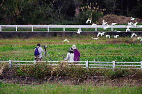 flock of white egrets flies past the bird watchers
