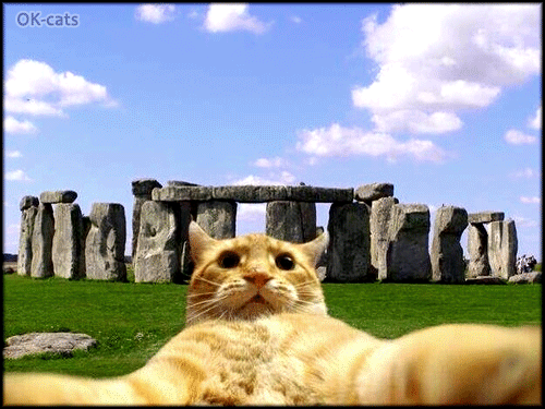 Art Cat GIF • Circular selfie."OK, you are doing it right, but what is the point?" haha Art Cat GIF • Circular selfie."OK, you are doing it right, but what is the point?" haha