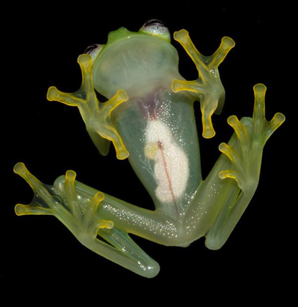 Loài ếch thủy tinh có vẻ ngoài ngộ nghĩnh giống con rối ếch Kermit nổi tiếng
