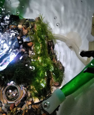 水槽に投入された石付ウィローモス(瞬間接着剤利用)